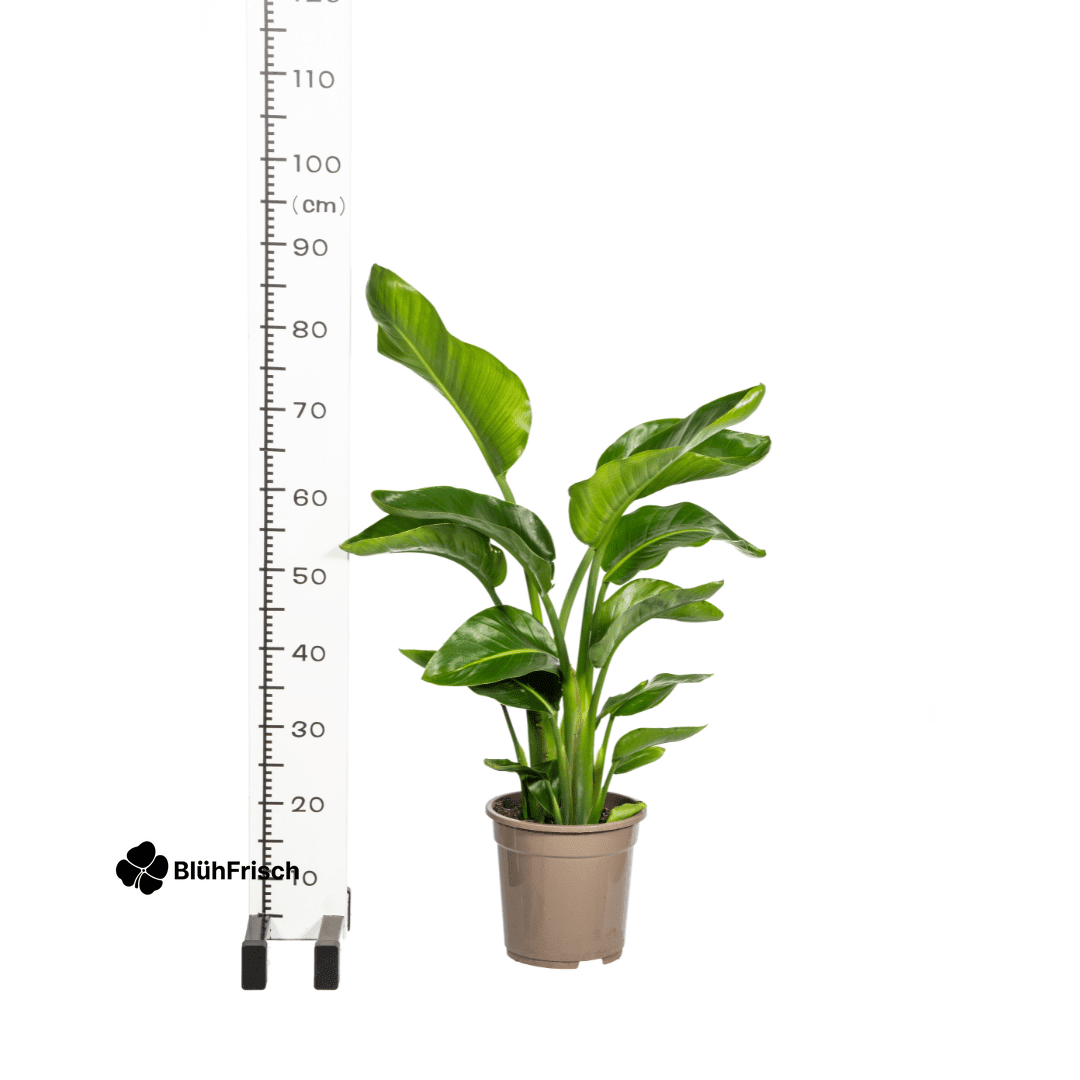 Strelitzia Nicolai Ø21cm - ↕90 - 110cm