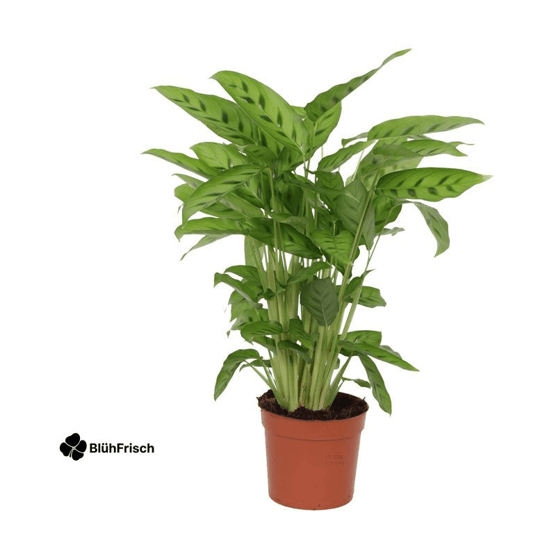 Calathea Leopardina - 35 cm - Ø12cm