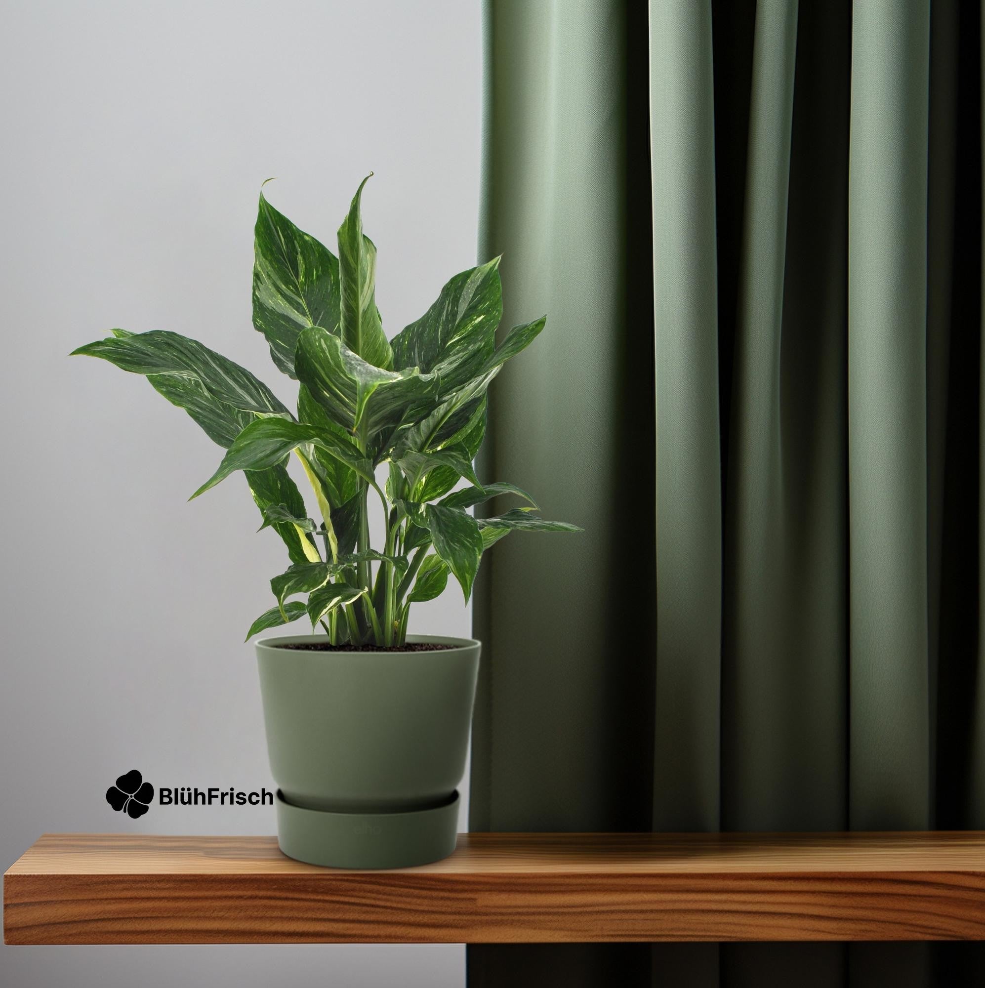 Spathiphyllum Diamond - Ø12cm - ↕40cm