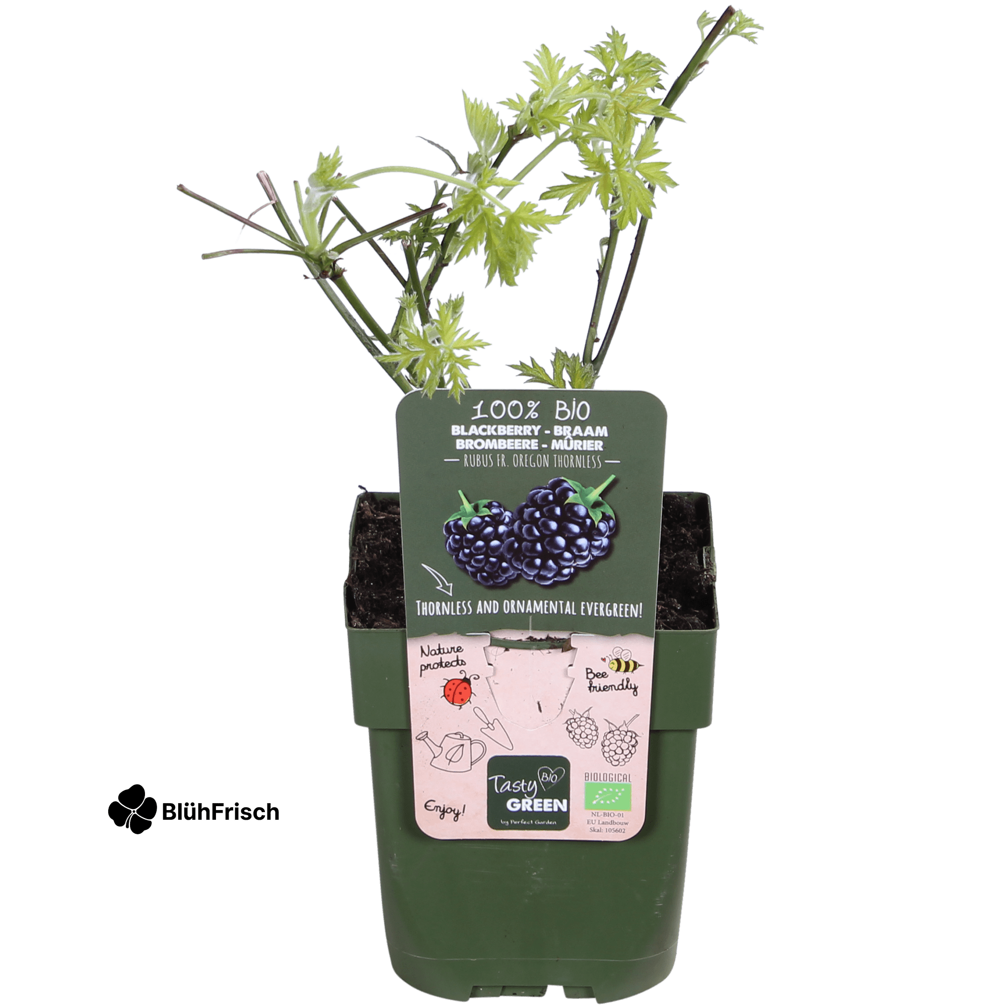 Rubus fruticosus 'Thornless Evergreen' - Dornenlose Brombeere - Ø13cm - ↕45cm