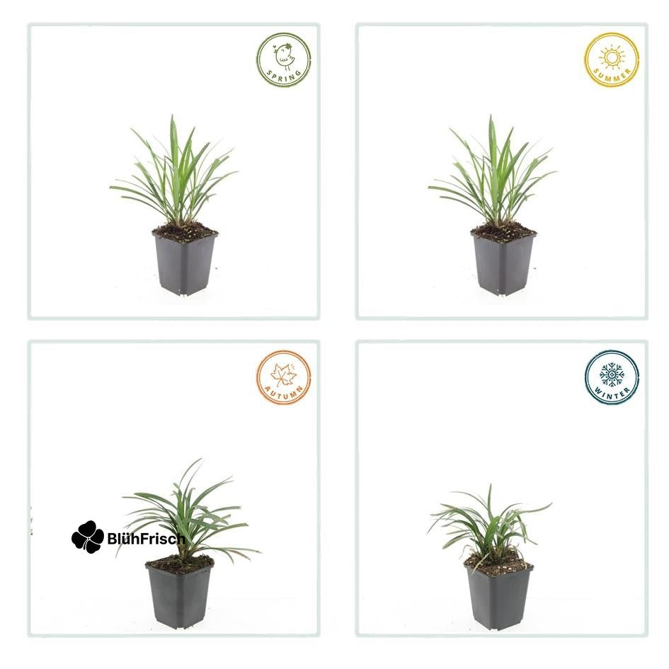 48x Liriope muscari 'Ingwersen' - ↕10-25cm - Ø9cm