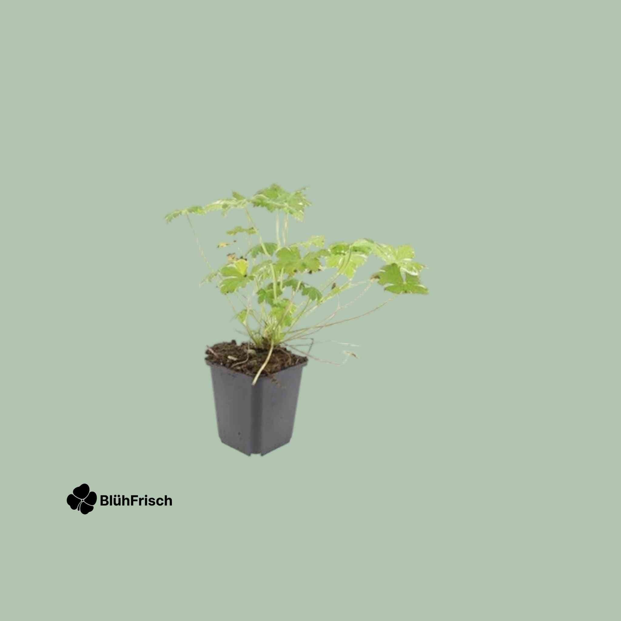 24x Geranium 'Tiny Monster' - ↕10-25cm - Ø9cm