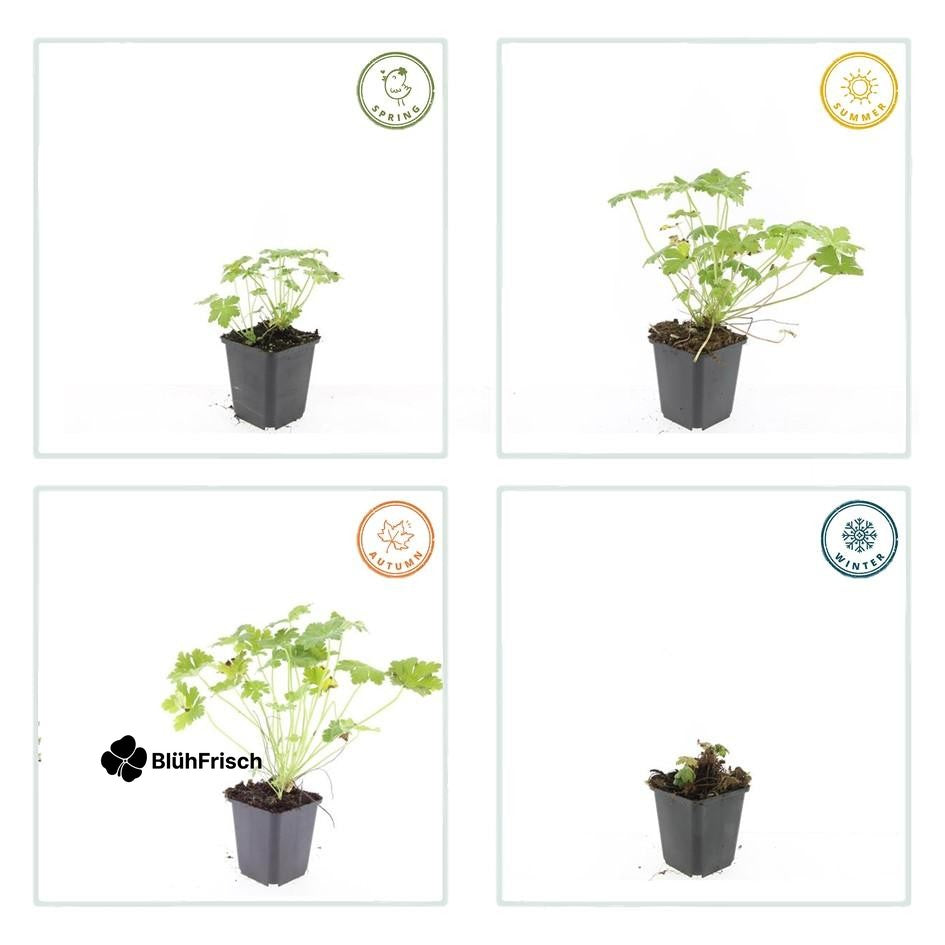 48x Geranium macr. 'Czakor' - ↕10-25cm - Ø9cm