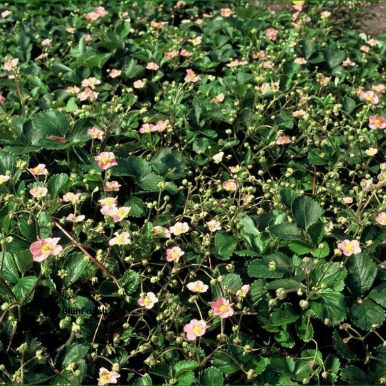 24x Fragaria vesca - ↕10-25cm - Ø9cm