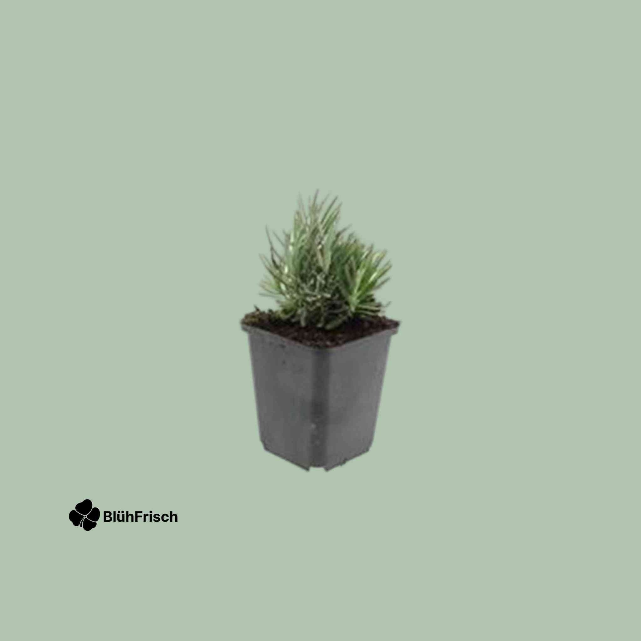 24x Lavandula ang. 'Dwarf Blue' - ↕10-25cm - Ø9cm