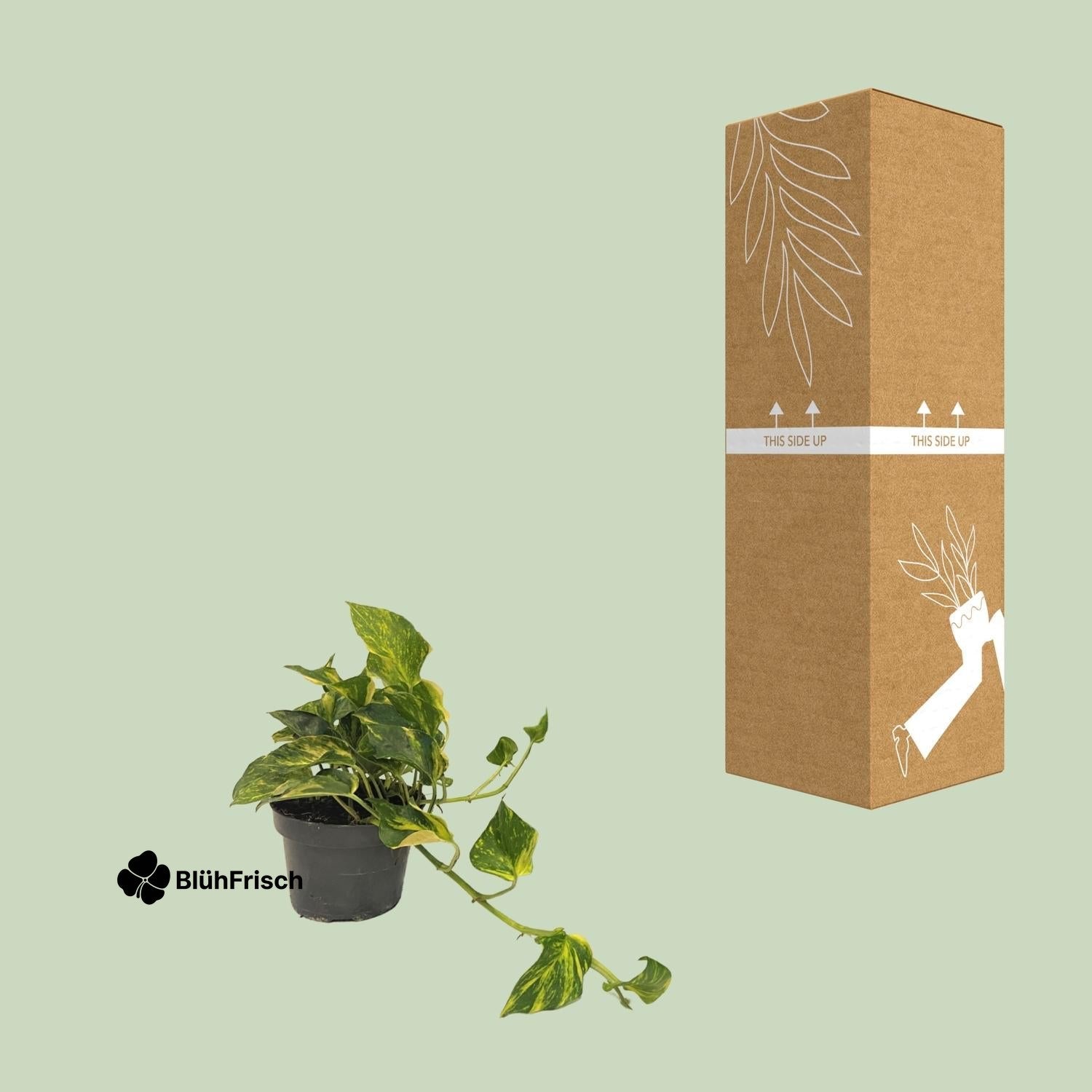 Scindapsus Epipremnum Efeutute Gold - Ø12cm - ↕25cm