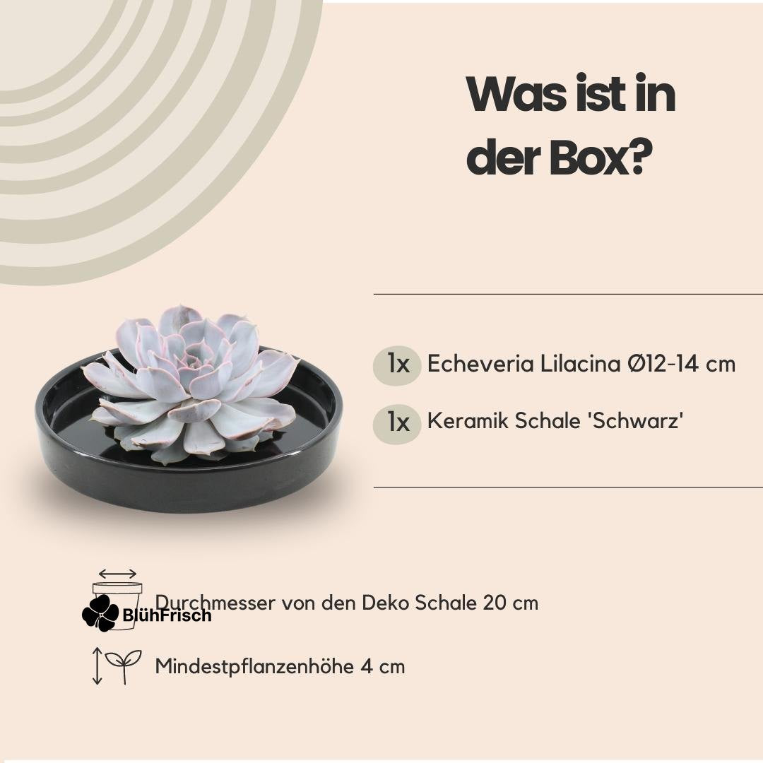 ROOTLESS Succulent Echeveria Lilacina in Schale 'schwarz' Ø20 cm - ↕5 cm