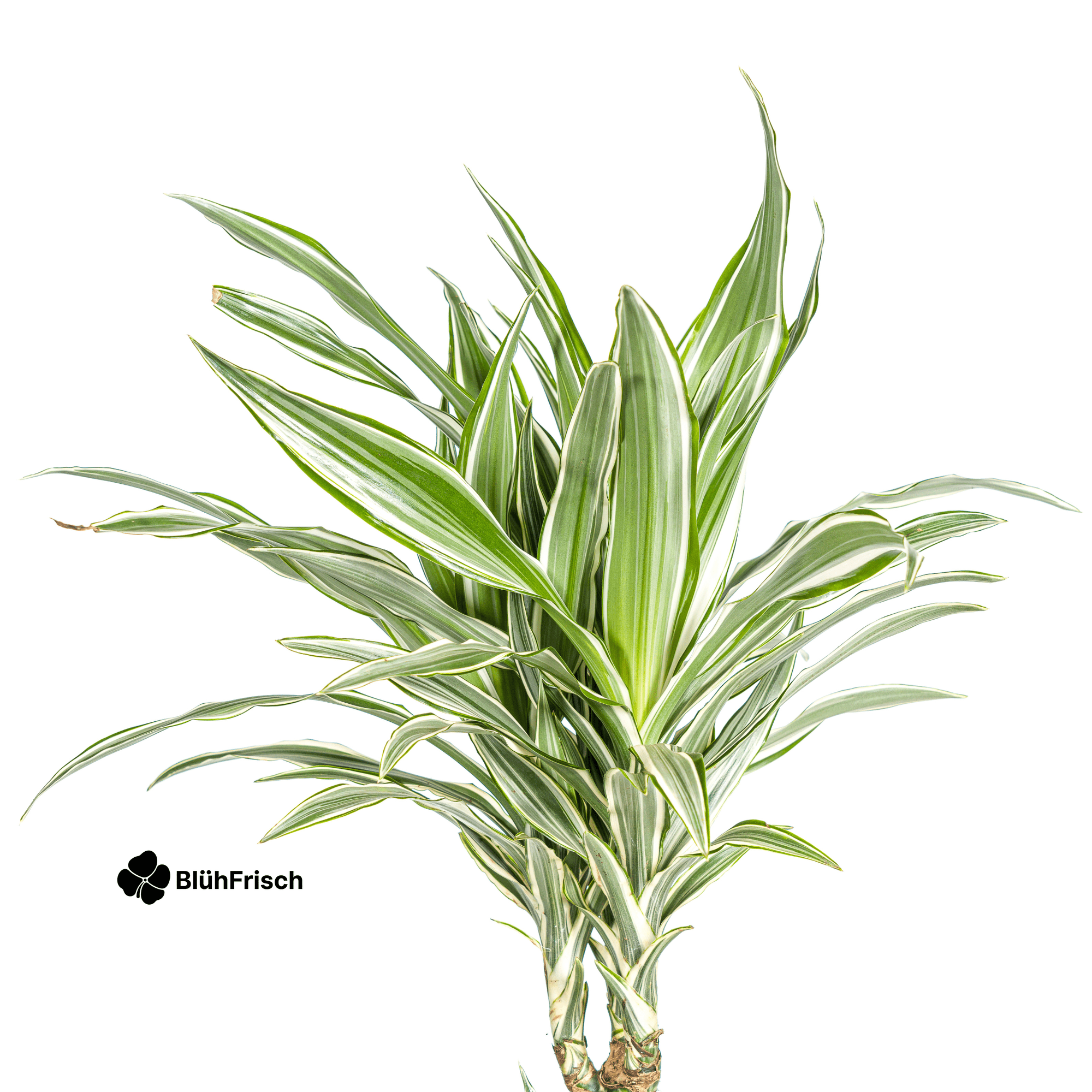 Dracaena Deremensis White Stripe mit Korb 130 - 150cm