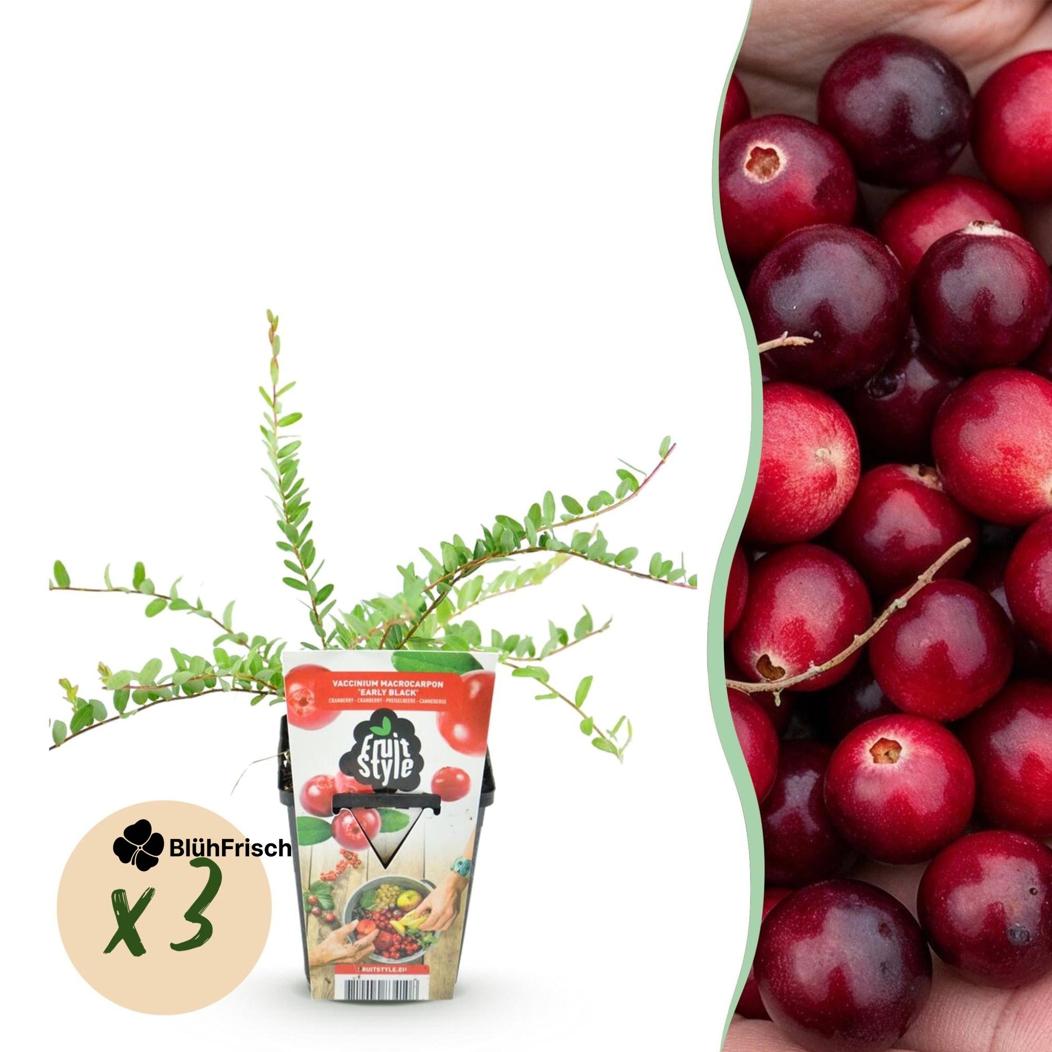 GreenboutiQ - Obstpflanzen - Blaubeere - Vaccinium macrophylla Early Black - Winterhart - 3 Pflanzen - Topf 9 cm - Dunkelrote Beere