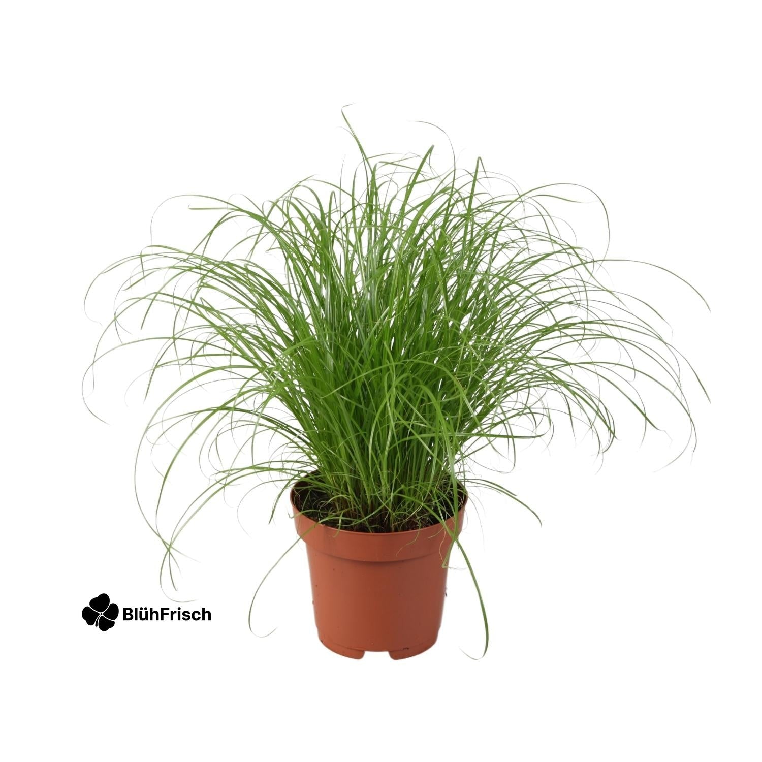 Cyperus Alternifolius Zumula - Ø12cm - ↕28cm