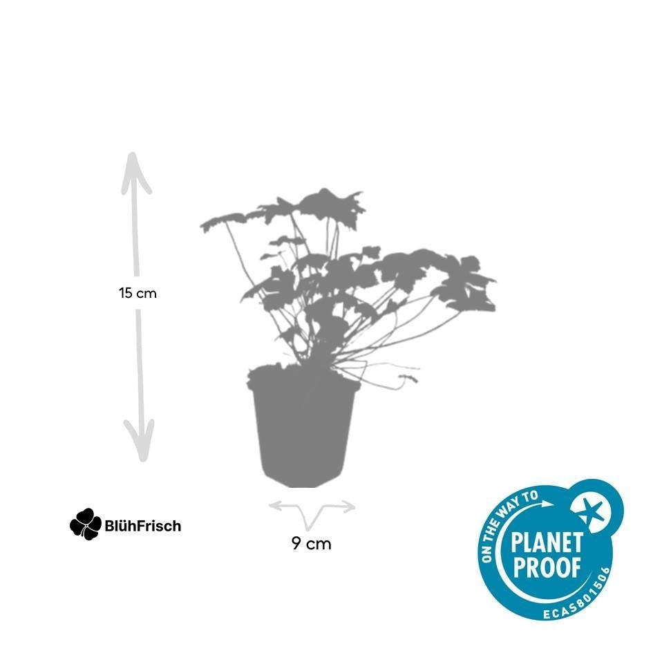 24x Geranium 'Tiny Monster' - ↕10-25cm - Ø9cm