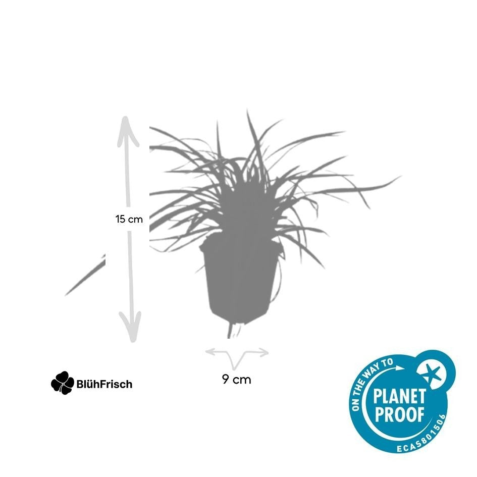 48x Carex morrowii 'Aureovariegata' - ↕10-25cm - Ø9cm