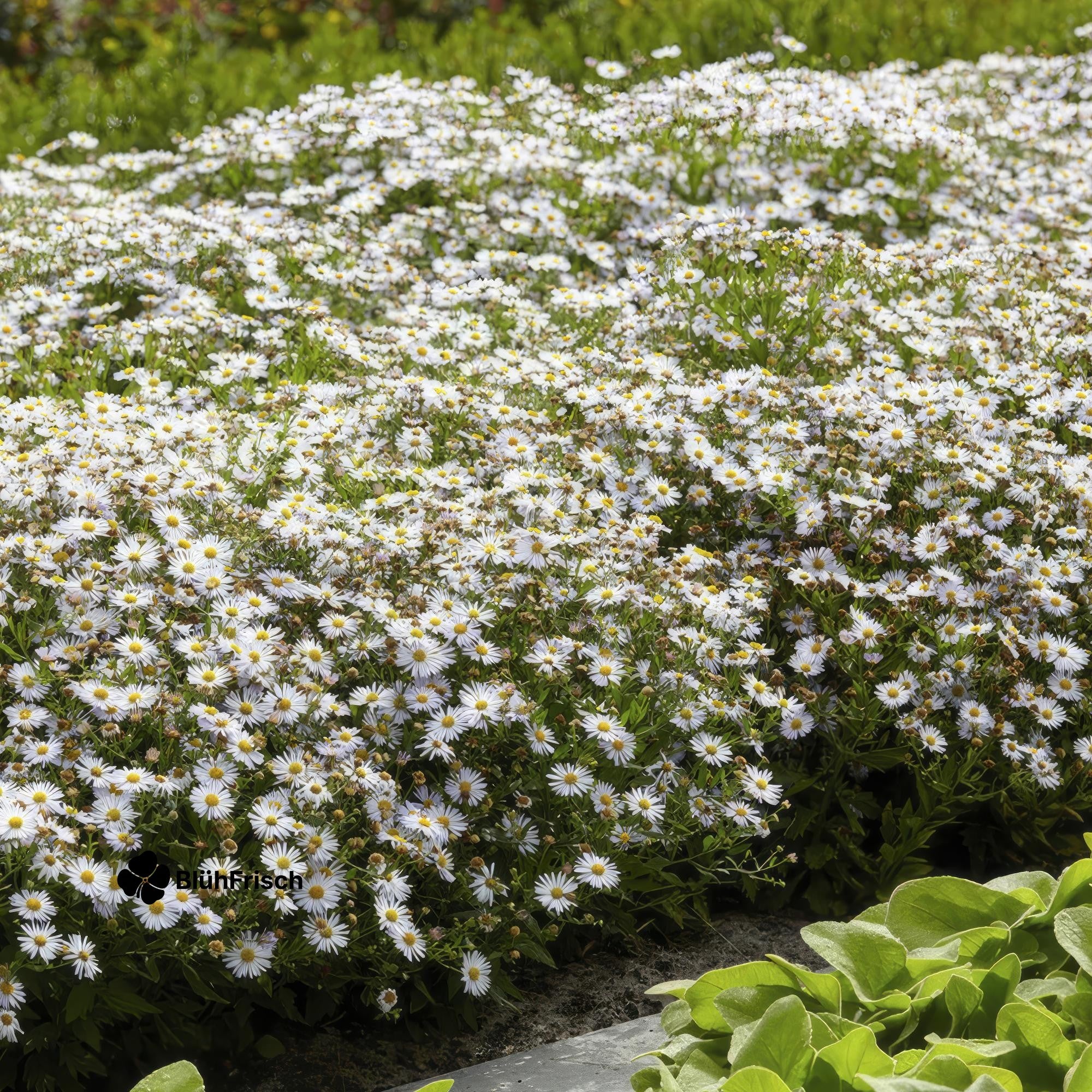 24x Aster ageratoides 'Ashvi' - ↕10-25cm - Ø9cm