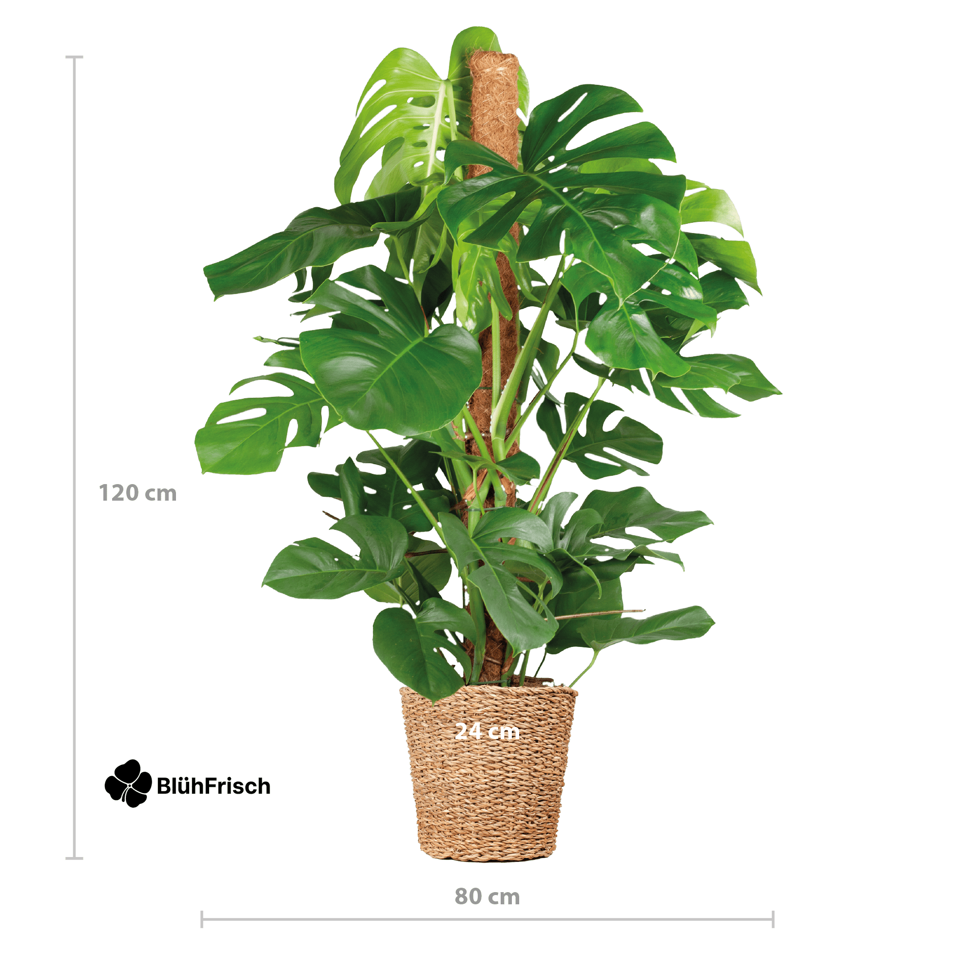 Monstera Deliciosa XL mit Torun-Korb – 120 cm – Ø24