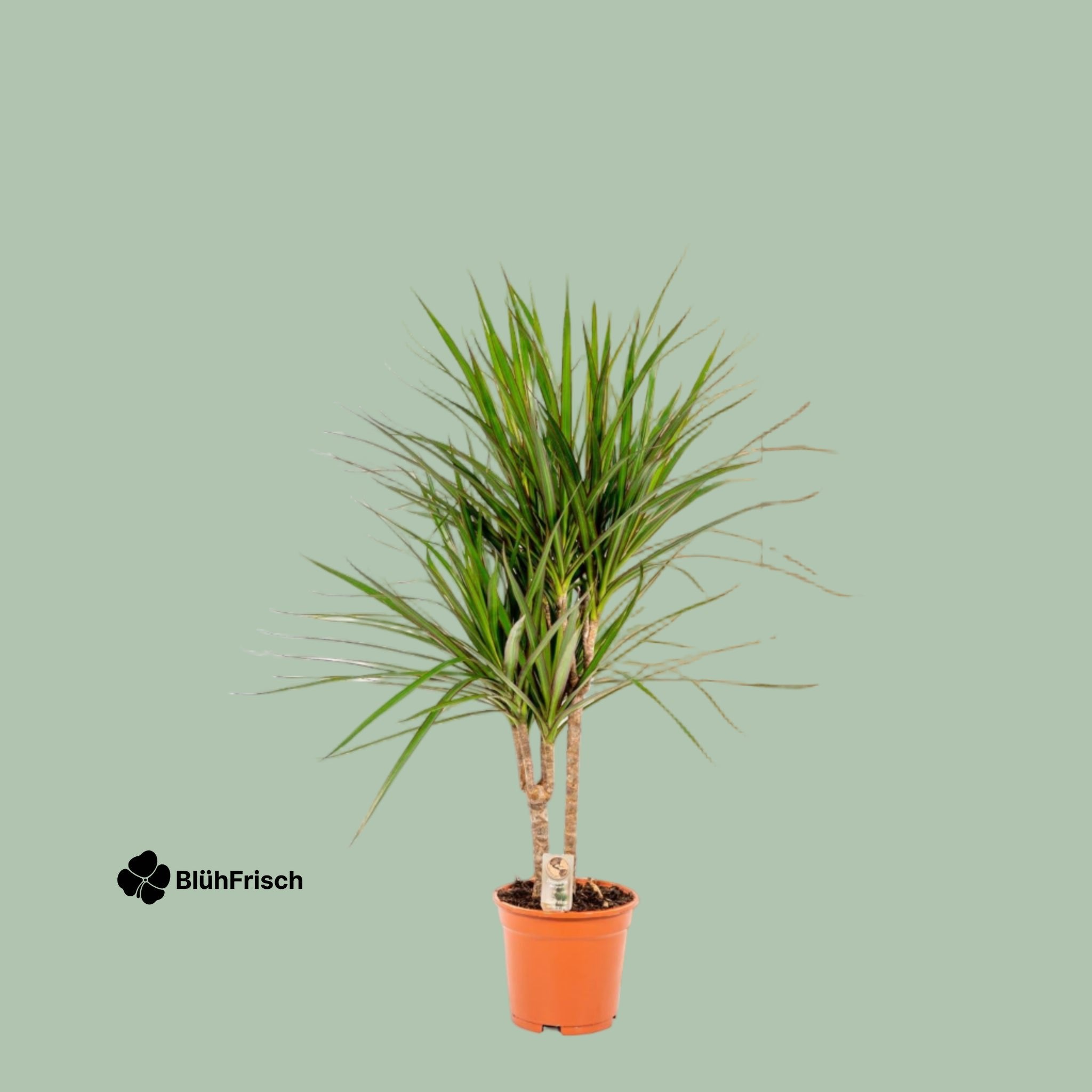 Dracaena Marginata - Ø17cm - ↕90cm