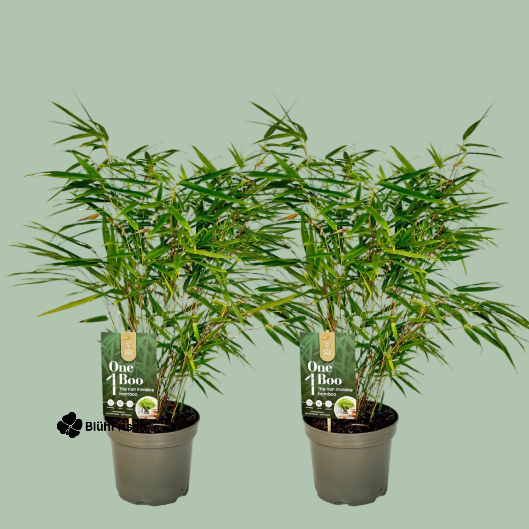 GreenboutiQ - Bambus - Fargesia rufa - Grün - 2 Pflanzen - Immergrün - Nicht Ausbreitend - Topf 17cm Höhe 60cm