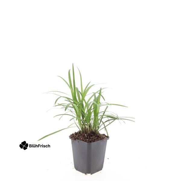 24x Liriope muscari 'Moneymaker' - ↕10-25cm - Ø9cm