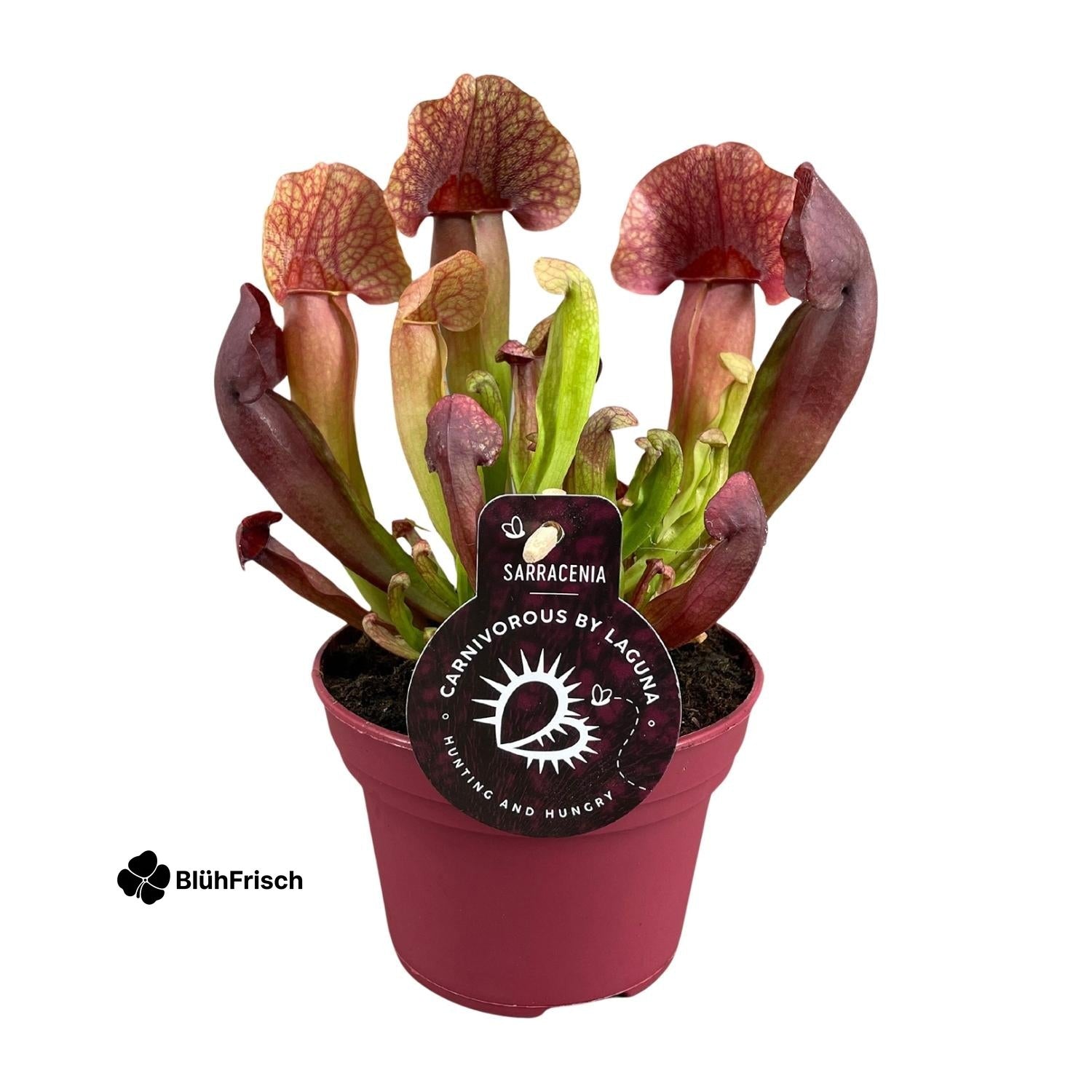 Sarracenia Catesbaei - Ø12cm - ↕23cm
