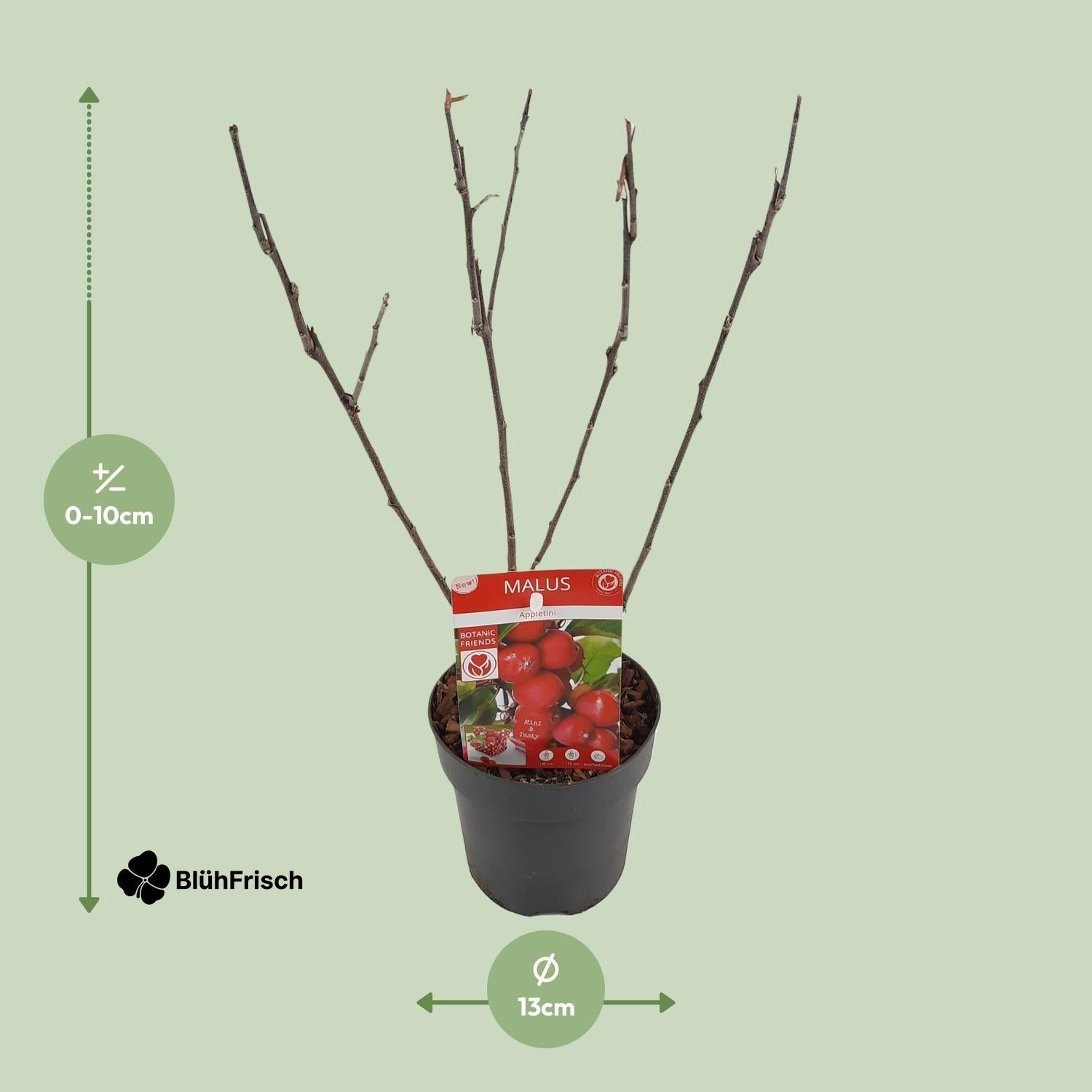 Malus 'Appletini' - Ø13cm - ↕10cm