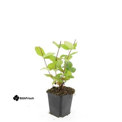 48x Hypericum inodorum 'Beauty' - ↕10-25cm - Ø9cm