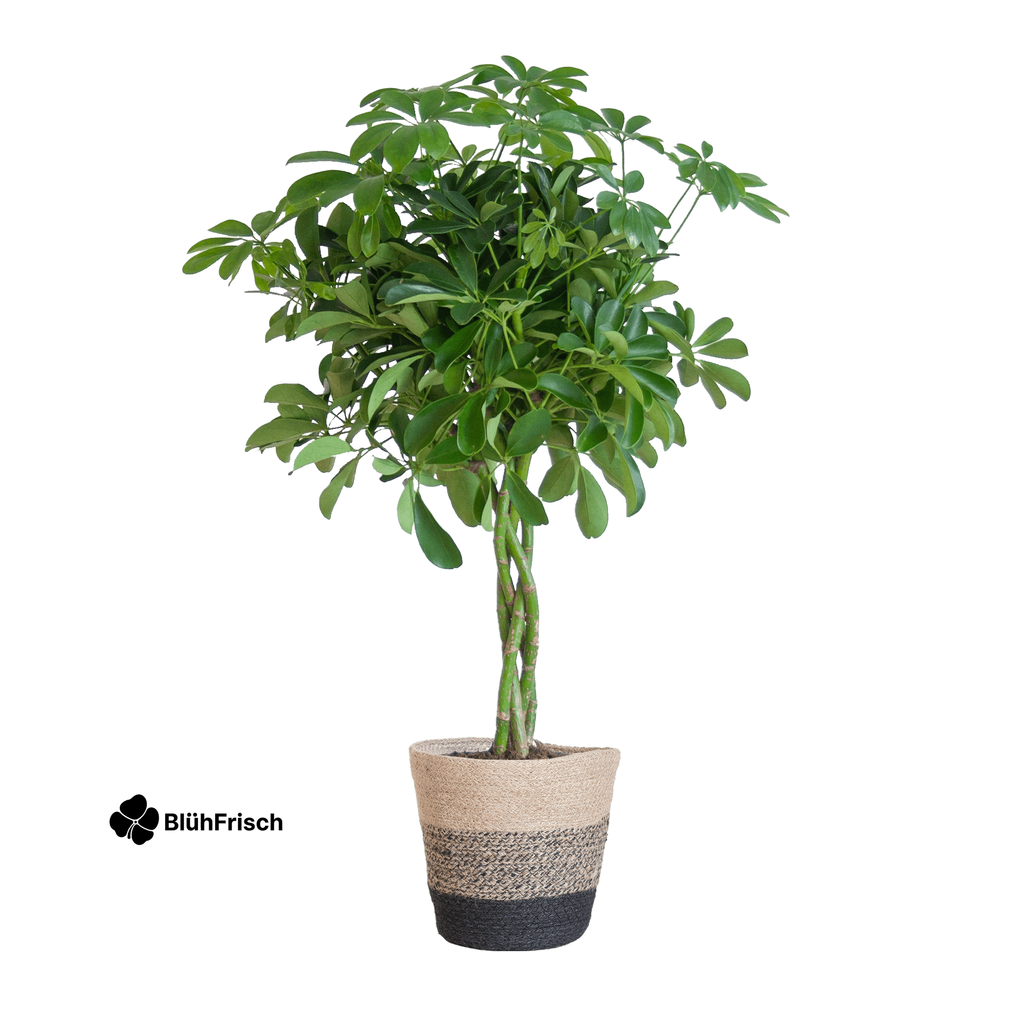 Schefflera Arab Nora mit Korb Lissabon Schwarz - 70cm - Ø21