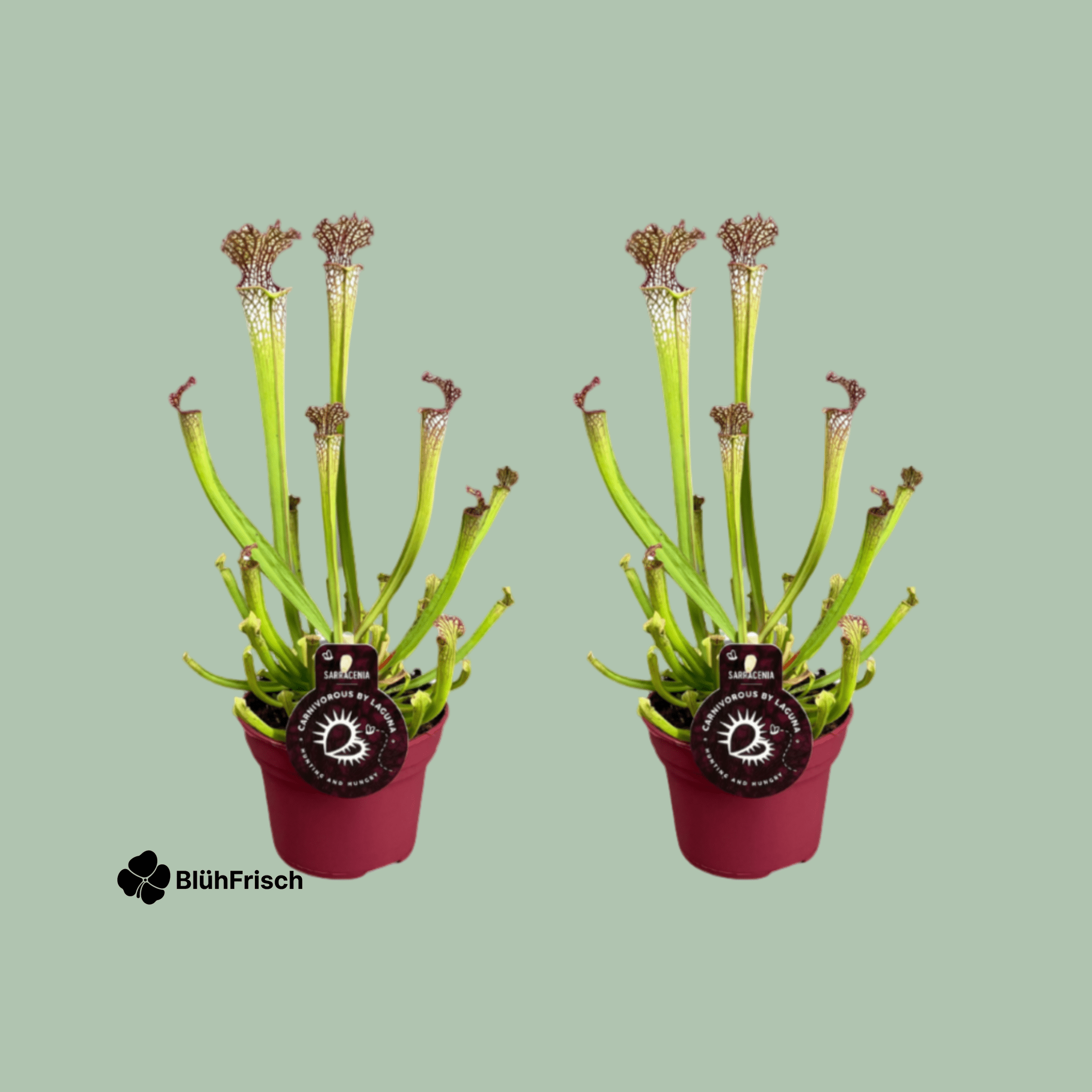 Sarracenia Farnhamii Schlauchpflanze - 2 Stücke - Ø12cm - ↕40cm