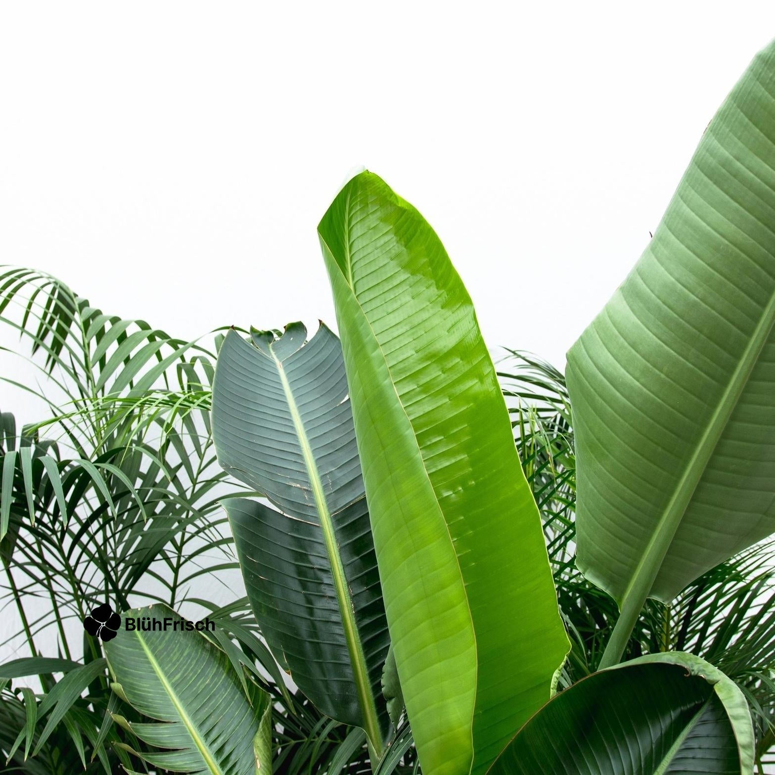 Vorteilspaket XXL - Kentia 200 cm, Strelitzia Nicolai 225 cm, Areca 200 cm