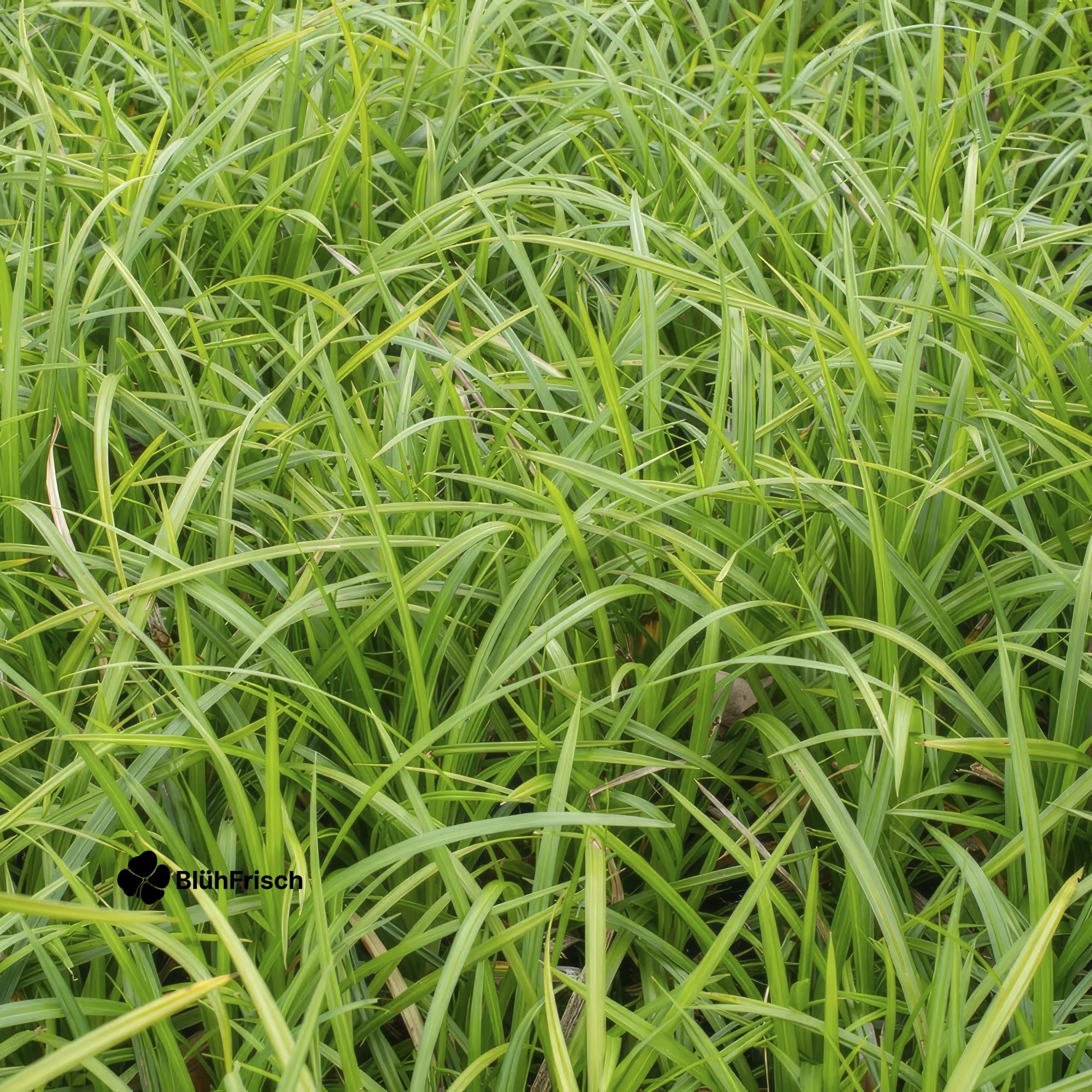 48x Carex morrowii 'Irish Green' - ↕10-25cm - Ø9cm