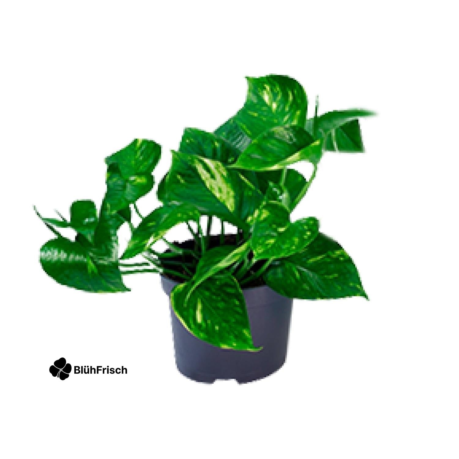 Epipremnum Aureum - Ø12cm - ↕20cm