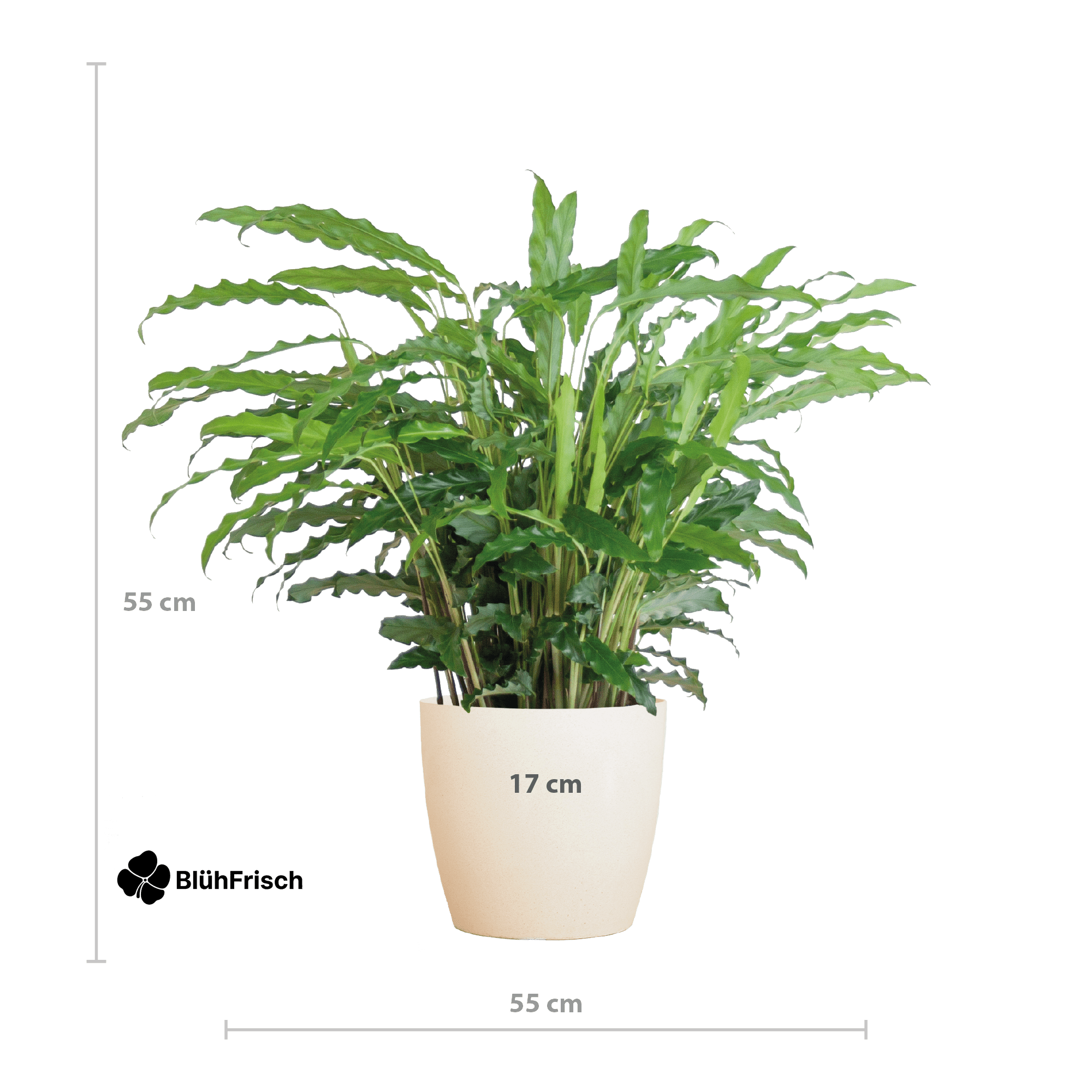 Calathea Rufibarba mit Viber weiß - 55cm - Ø17