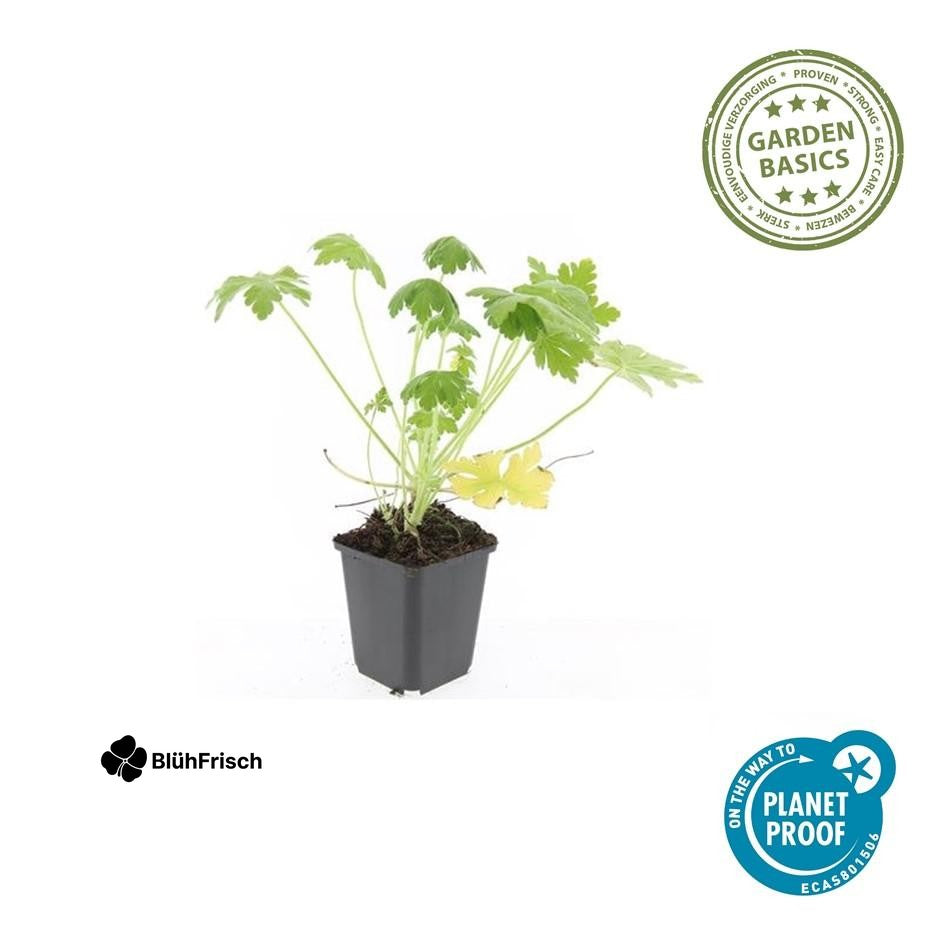 48x Geranium macr. 'Spessart' - ↕10-25cm - Ø9cm