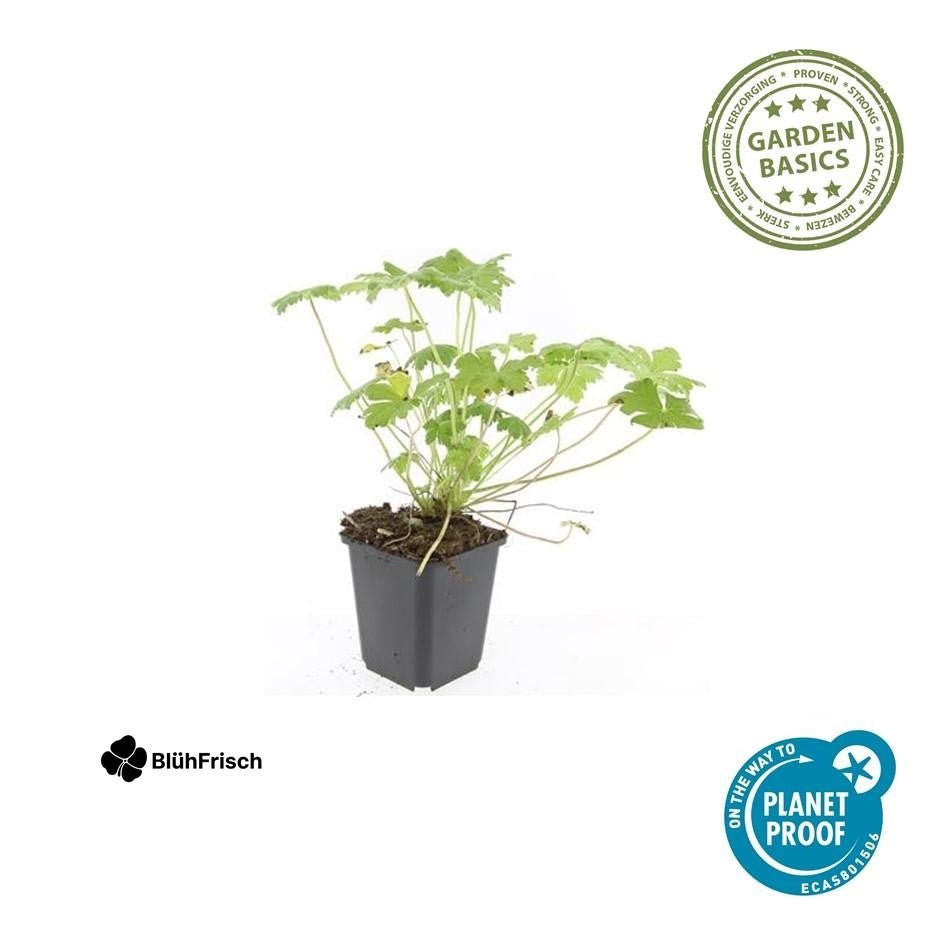 24x Geranium macr. 'Czakor' - ↕10-25cm - Ø9cm