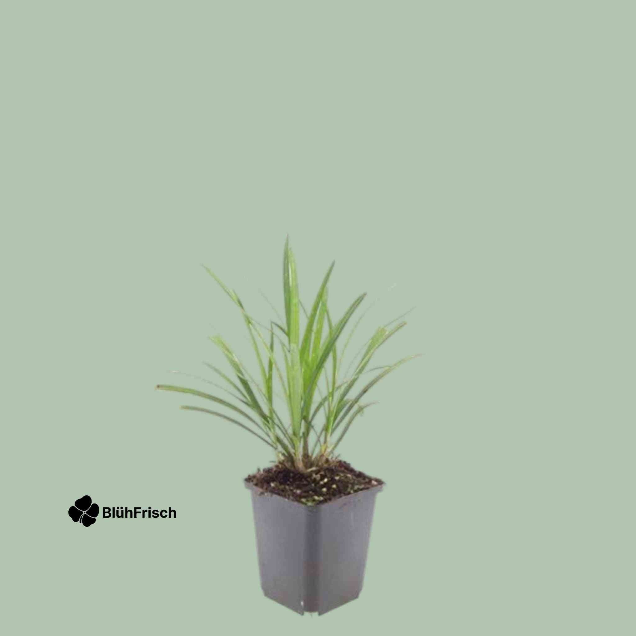 24x Liriope muscari 'Ingwersen' - ↕10-25cm - Ø9cm