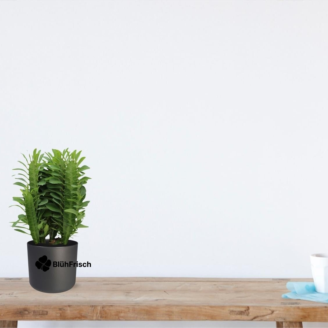Euphorbia Trigona - Ø12 cm - Höhe ca.40 cm