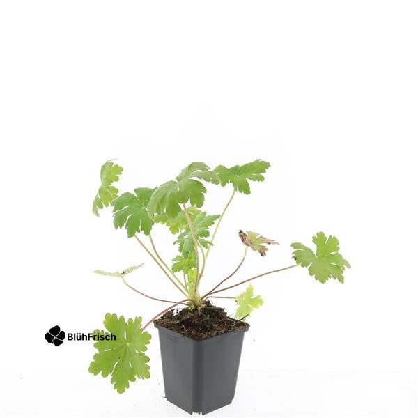 24x Geranium macr. 'Ingwersen's Var.' - ↕10-25cm - Ø9cm