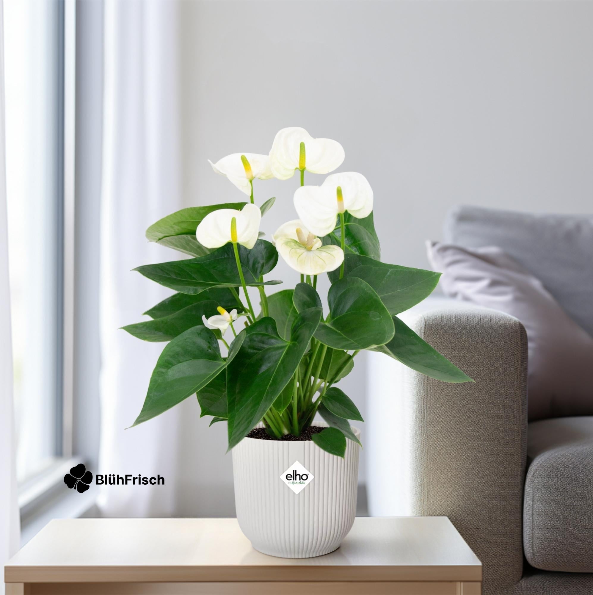 Anthurium White - Ø12cm - ↕43cm