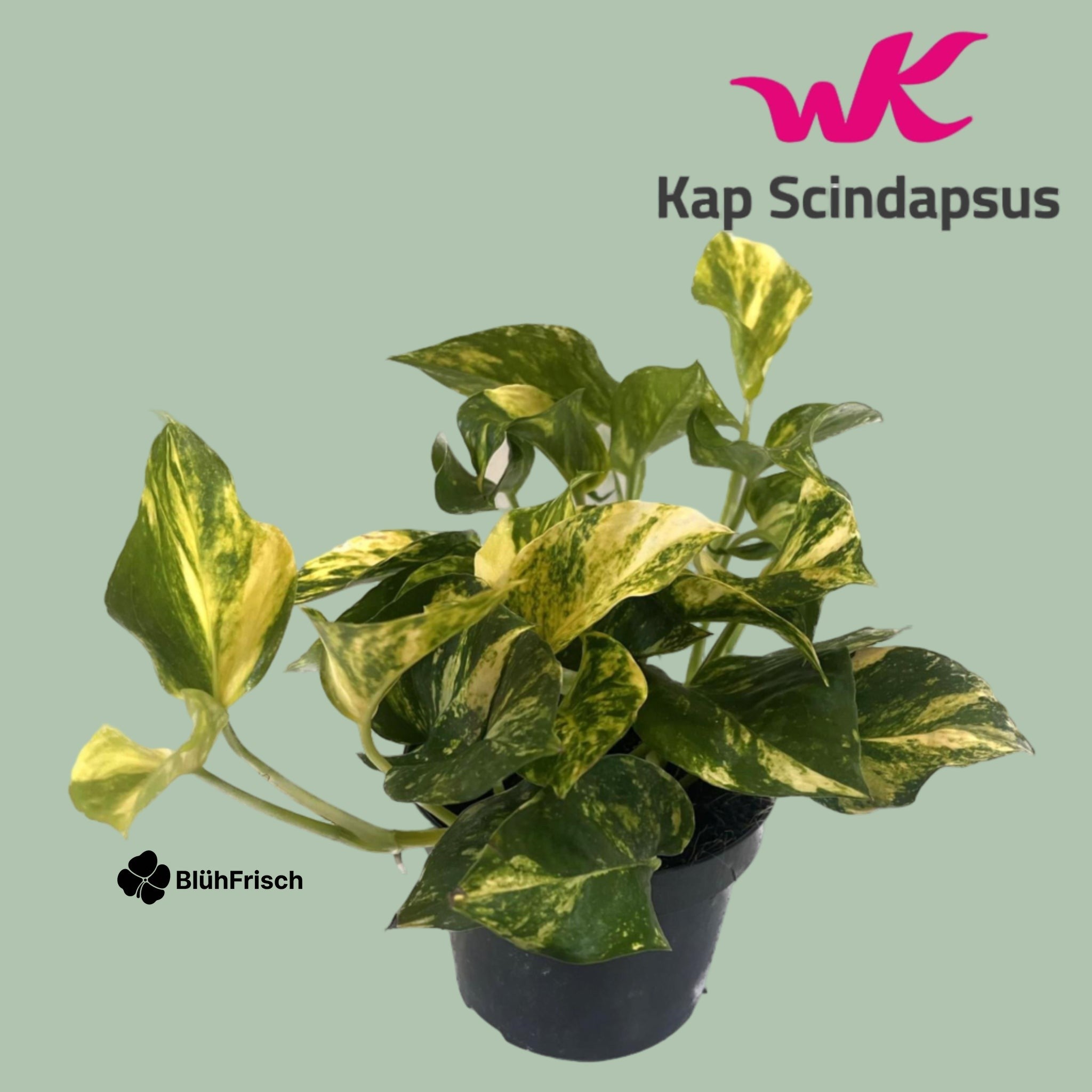 Scindapsus Epipremnum Efeutute Gold - Ø12cm - ↕25cm