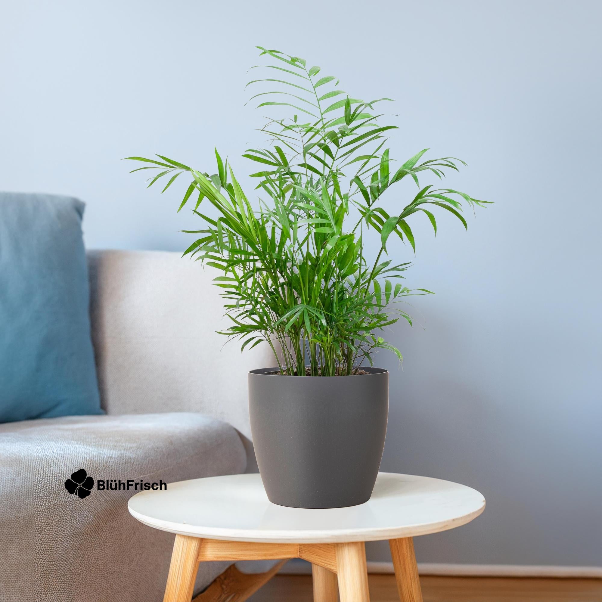Chamadorea Elegans mit Viber Grau - 55cm - Ø17