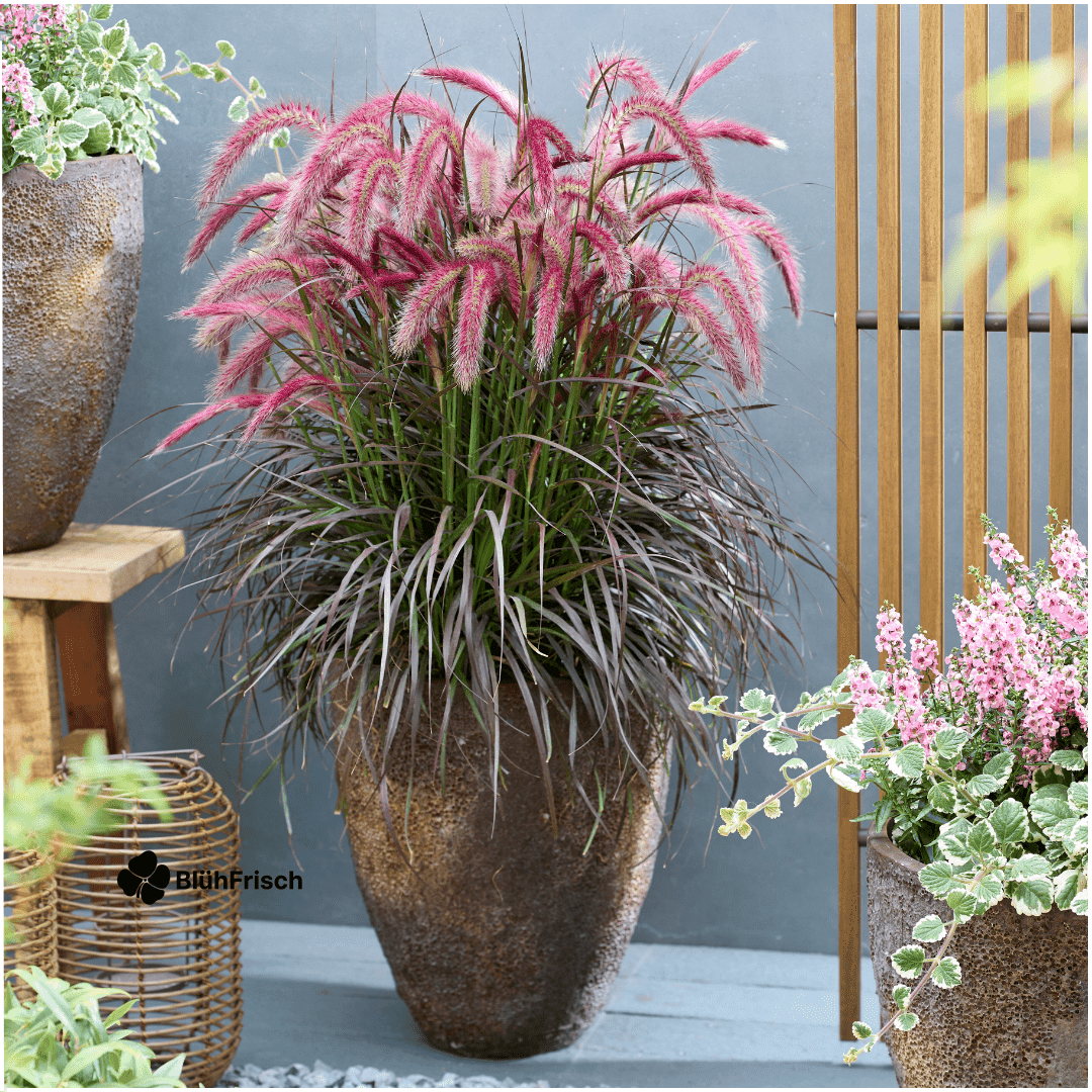 2 x Pennisetum 'Tiny Tails' - Ø19 cm - ↨ 40-50 cm