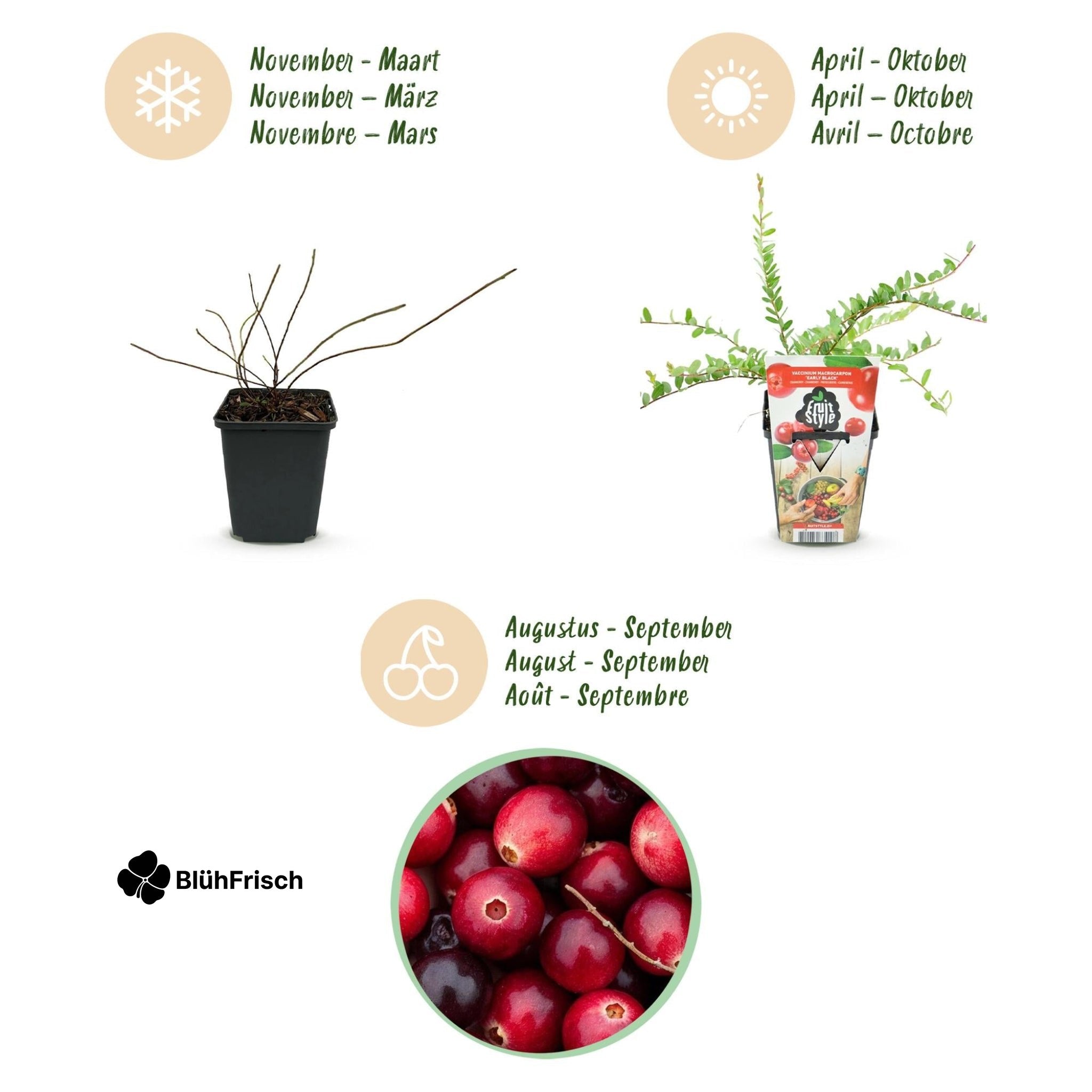 GreenboutiQ - Obstpflanzen - Blaubeere - Vaccinium macrophylla Early Black - Winterhart - 3 Pflanzen - Topf 9 cm - Dunkelrote Beere