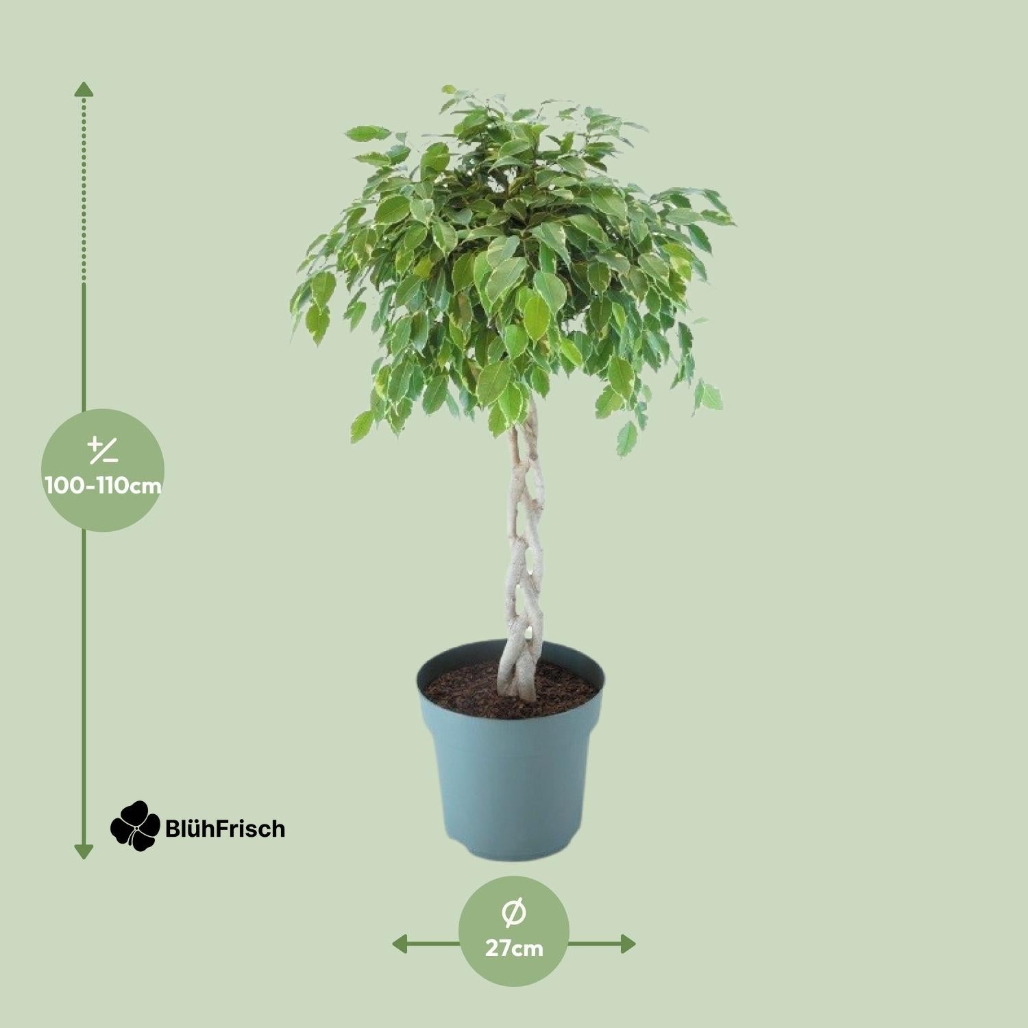 Ficus Safrana / Golden King Gevlochten - Ø27cm - ↕110cm