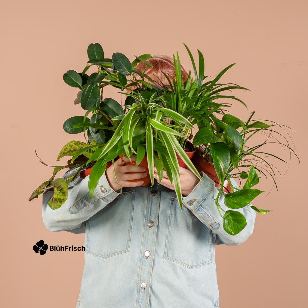 Green Misfitbox: Zimmerpflanzen 12er Set - inkl. 12 x Topf Lissabon schwarz