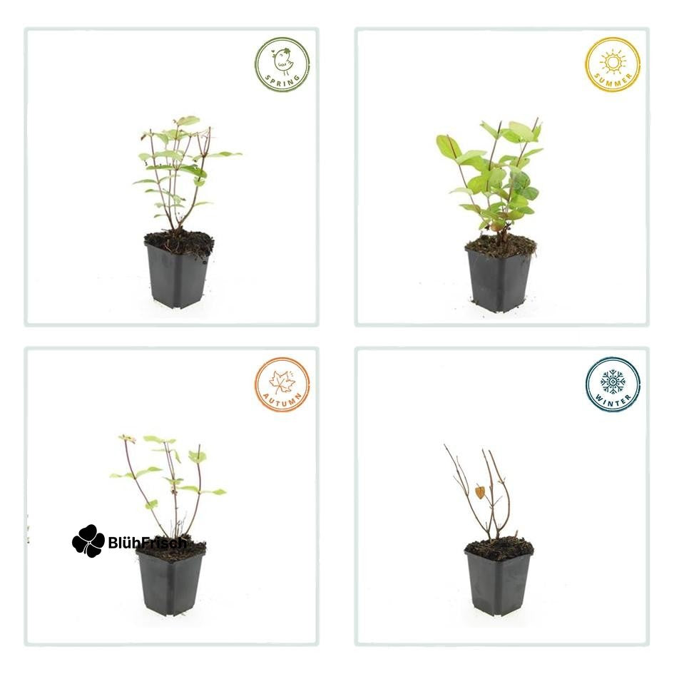 24x Hypericum inodorum 'Beauty' - ↕10-25cm - Ø9cm