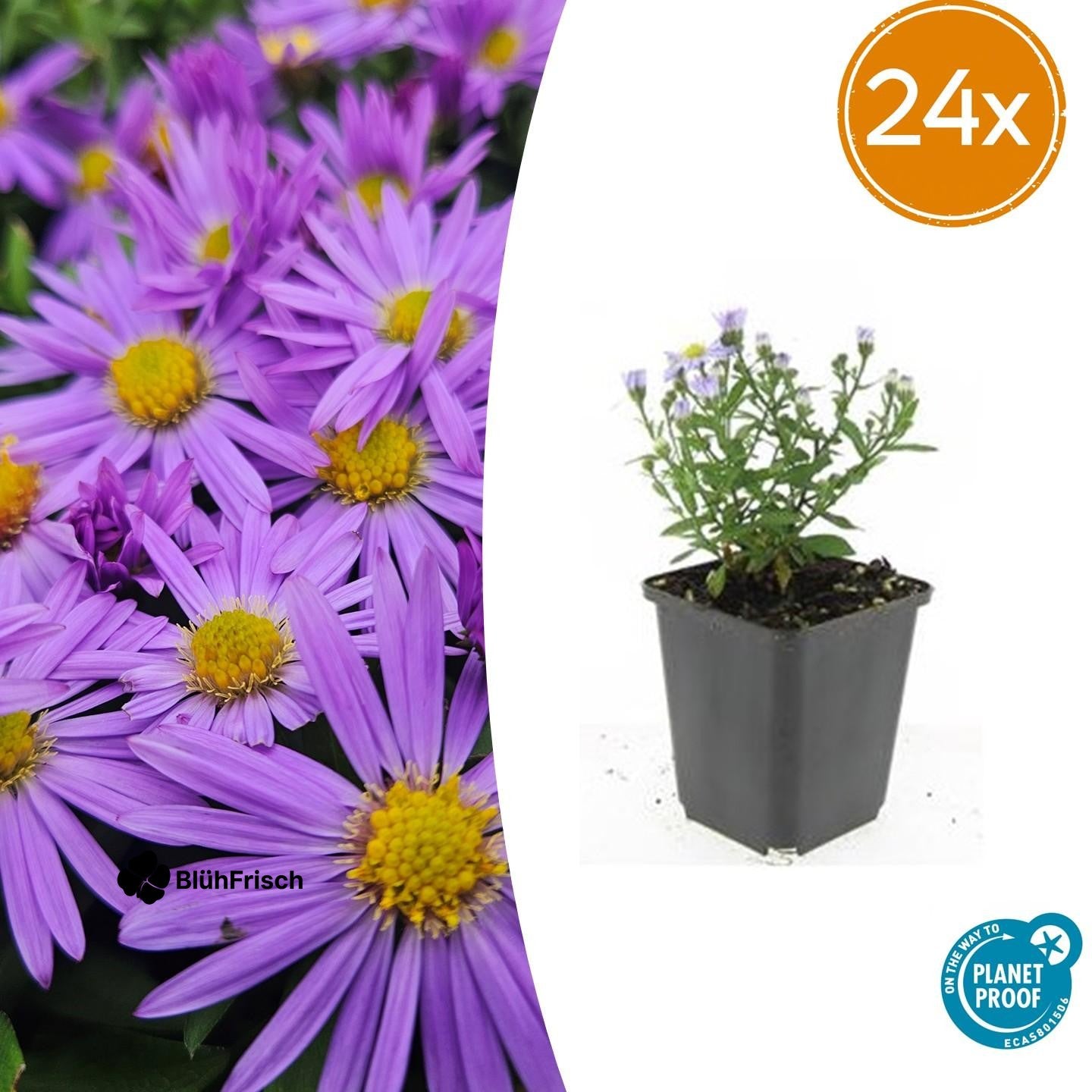 24x Aster D 'Prof. Anton Kippenberg' - ↕10-25cm - Ø9cm