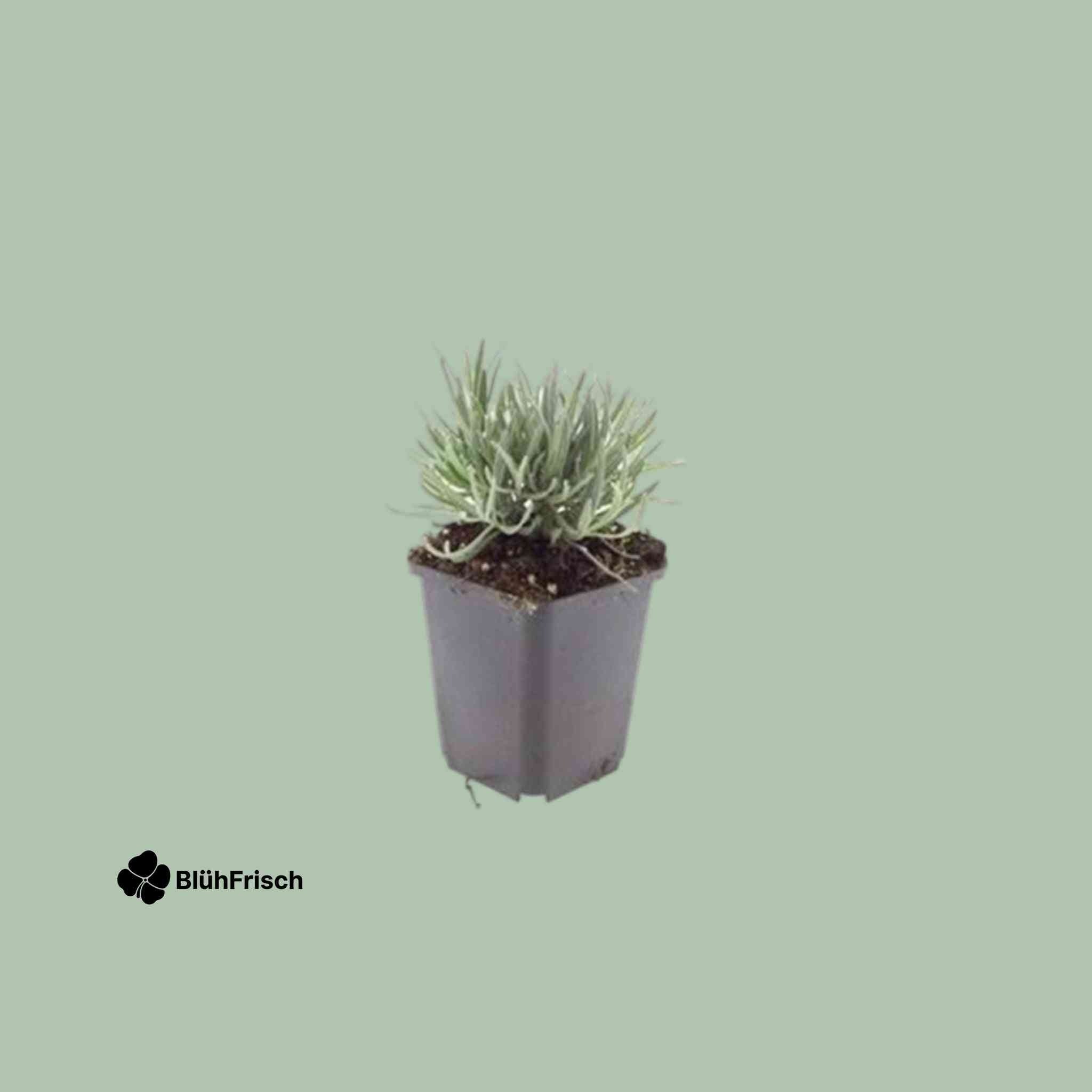 48x Lavandula int. 'Edelweiss' - ↕10-25cm - Ø9cm