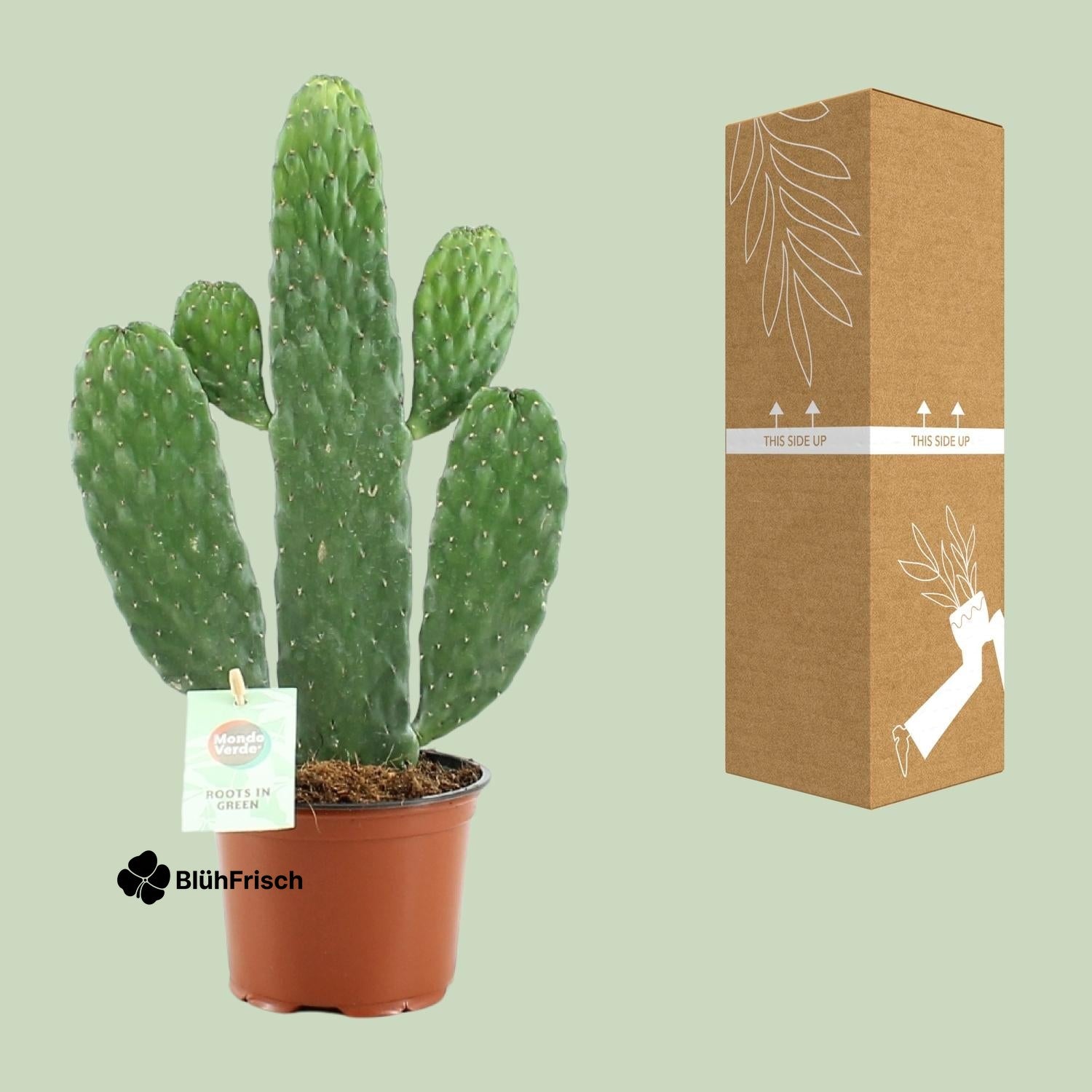 Opuntia Rubescens Consolea - Ø12cm - ↕35cm