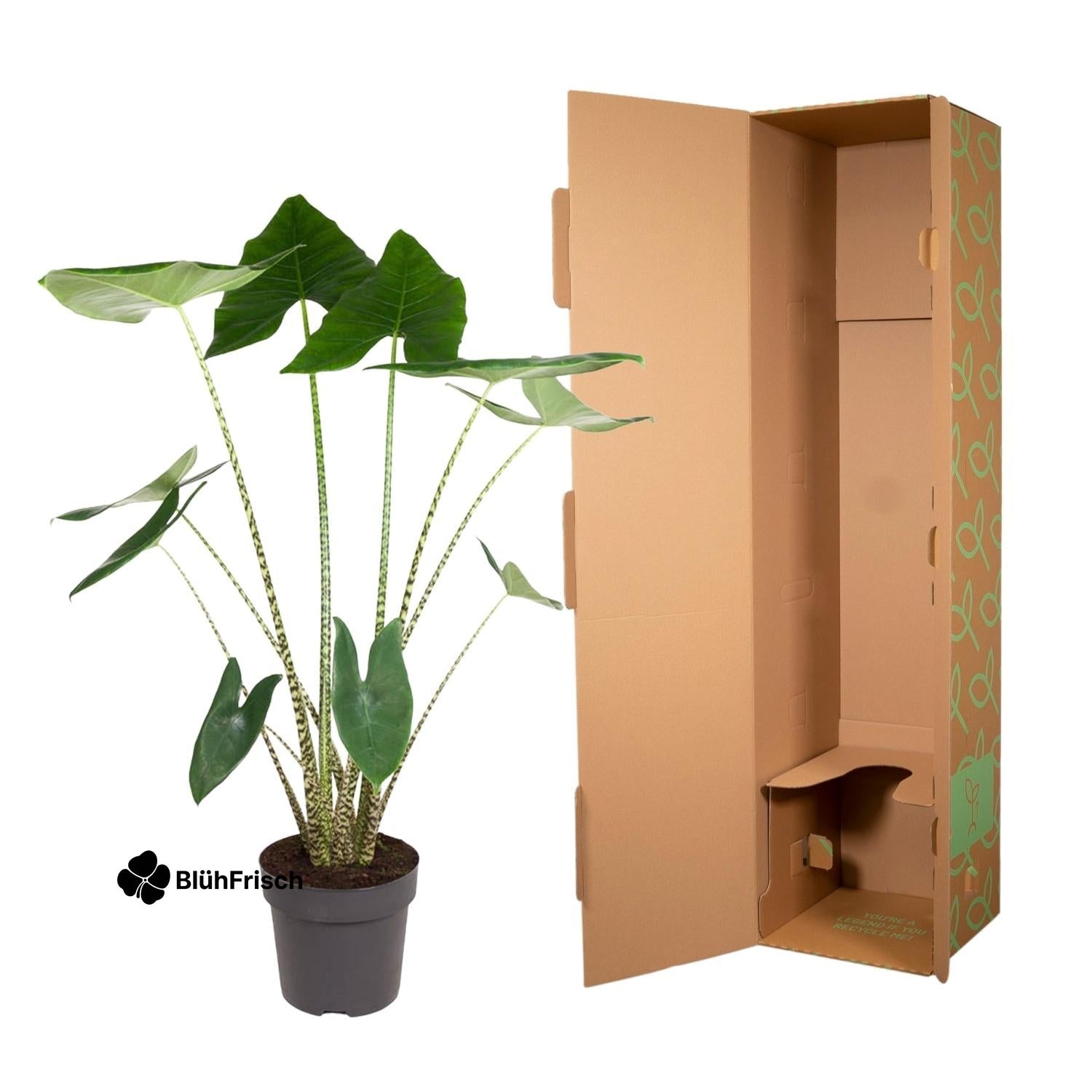 Alocasia Zebrina - 130 cm - ø32