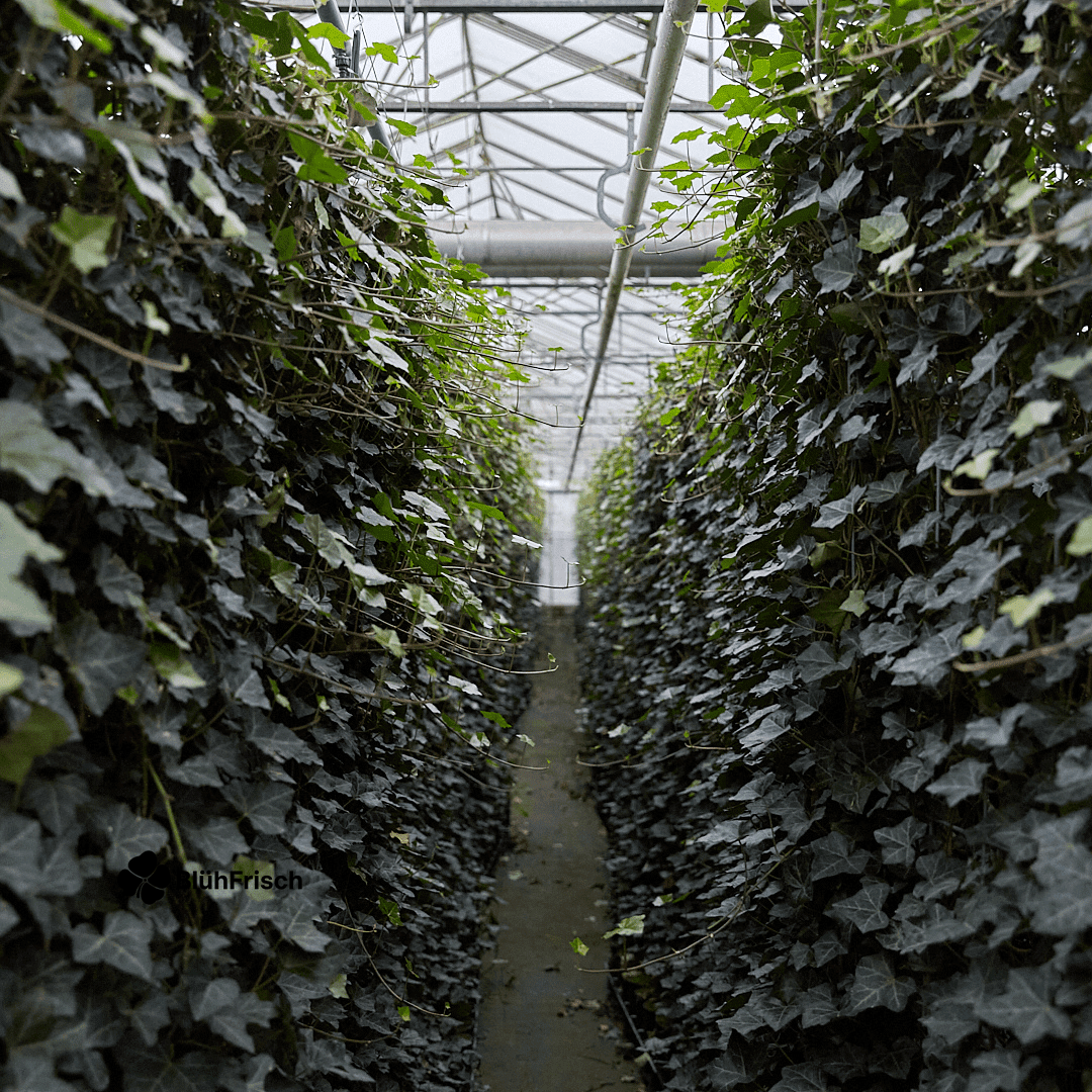 Hedera Hibernica - Efeu - Fertighecke - ↨150 cm