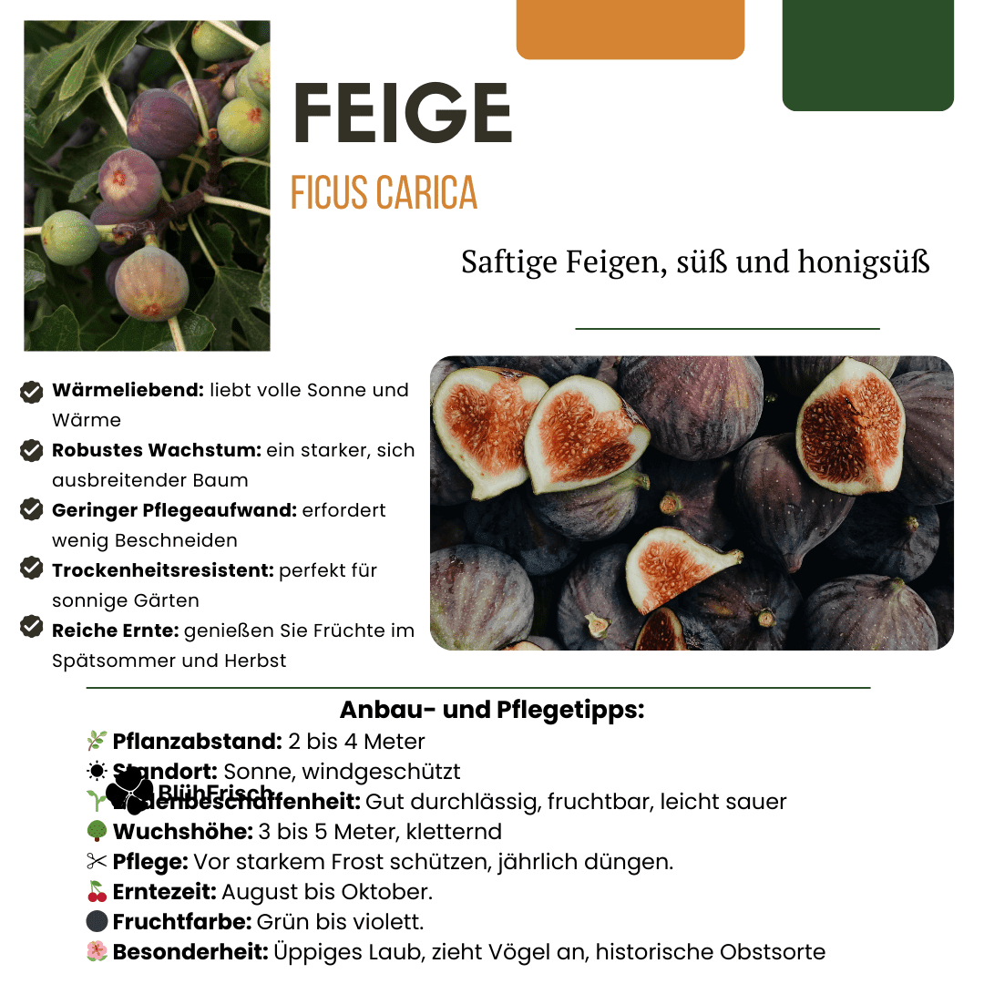 „Süße Ernte Trio“ BIO Obstpflanzen-Mix – Set mit 3 verschiedenen Sorten