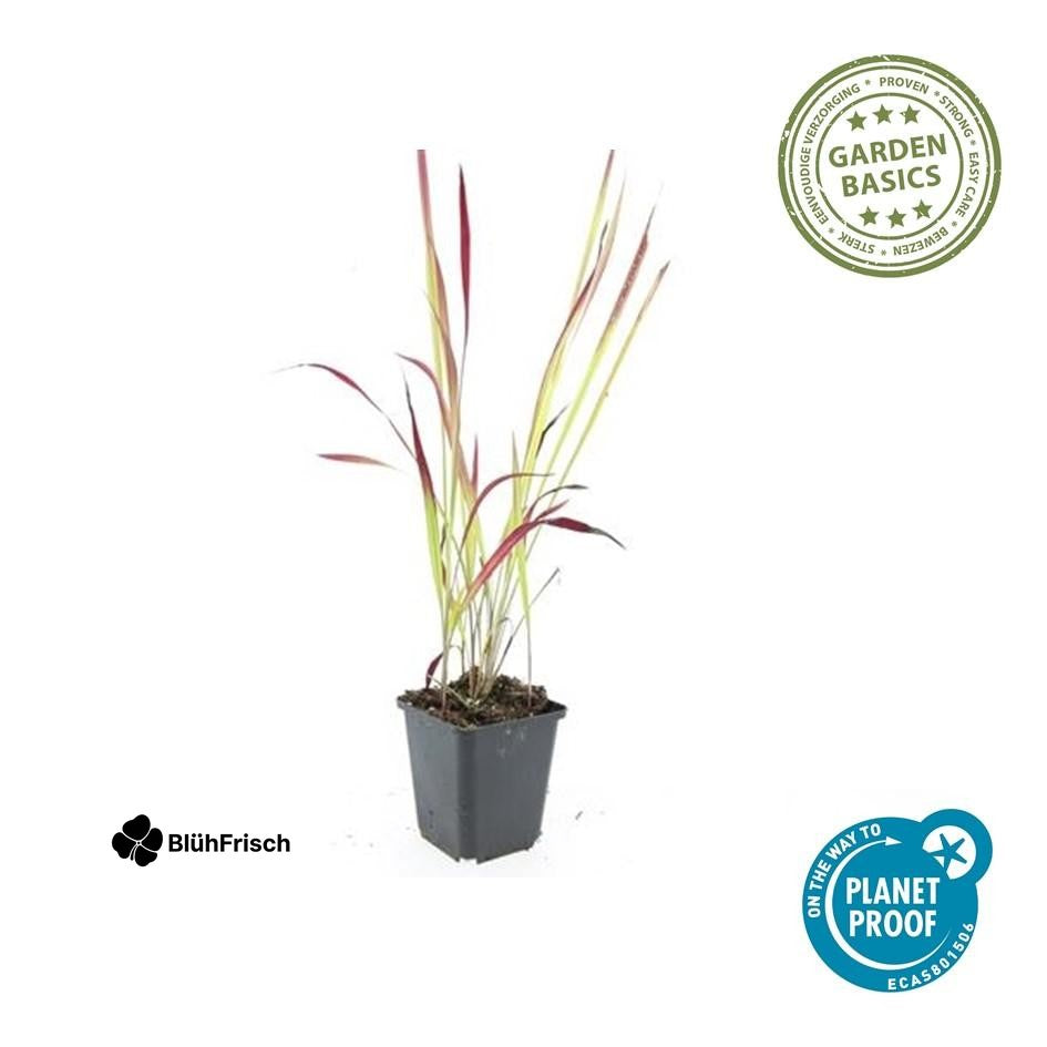 24x Imperata cylindrica 'Red Baron' - ↕10-25cm - Ø9cm